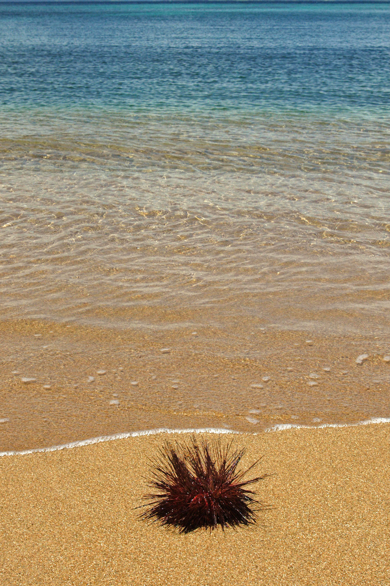 A long-spined sea urchin (Diadema antillarum) washed up on Green Beach or Puntas Arenas on Vieques Island, Puerto Rico.