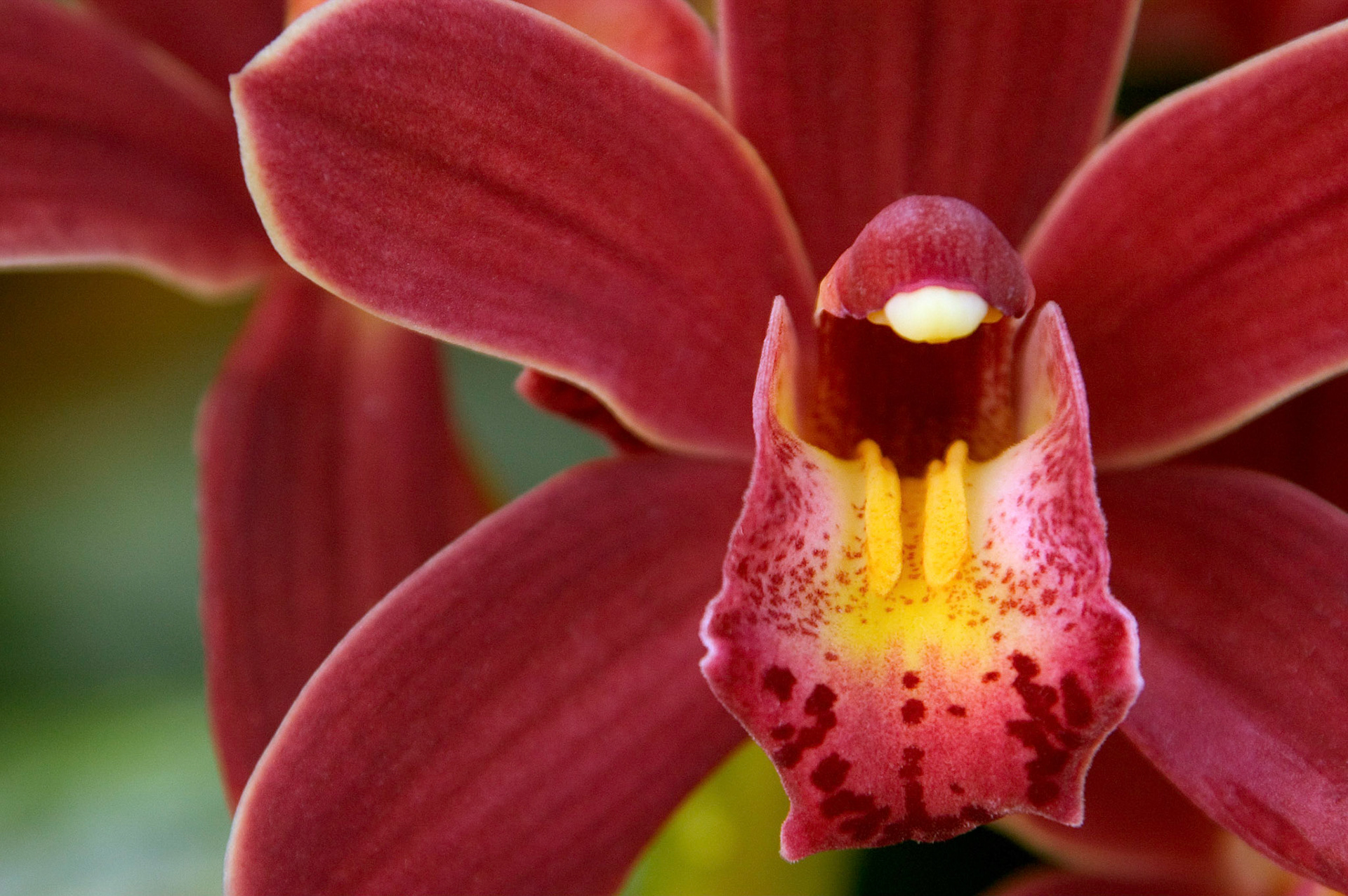 Closeups of some Cymbidium Sumatra 'Stunner' orchids in the conservatory at Brookside Gardens in Wheaton, MD.