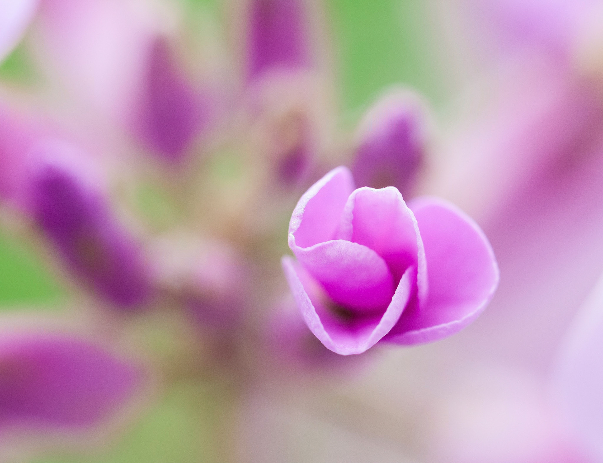 A closeup, macro shot of a phlox bud.