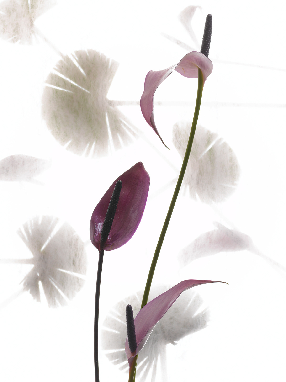 25ans連載「一華一葉」