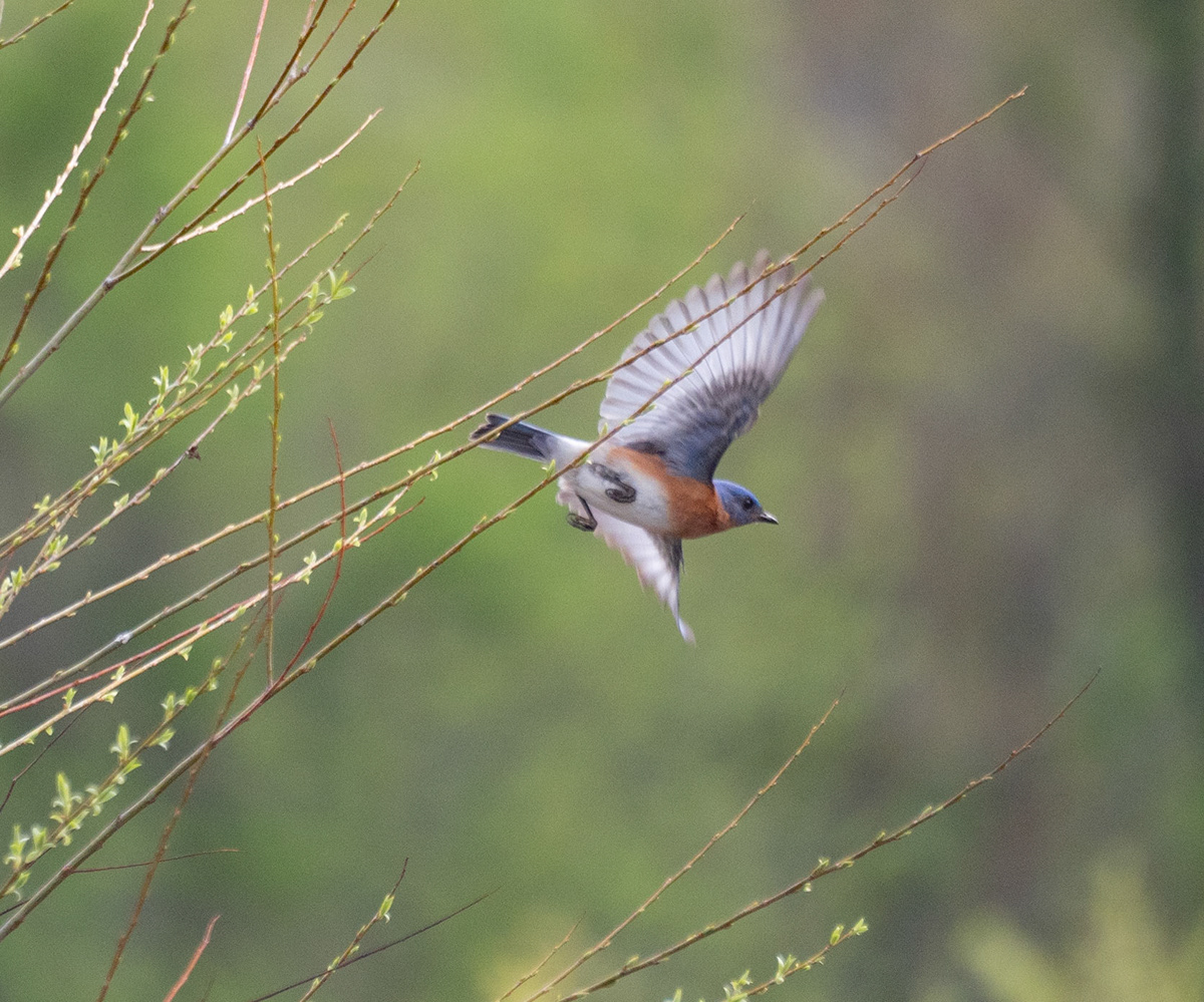 Martha Bohn Birds of Northwest Indiana