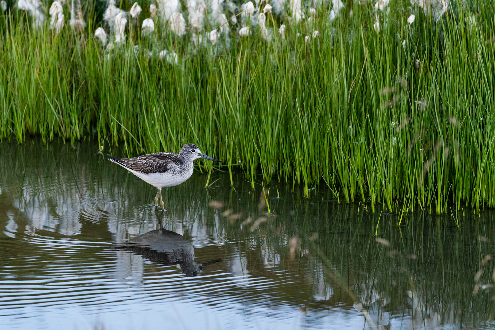 Grünschenkel | September 2018