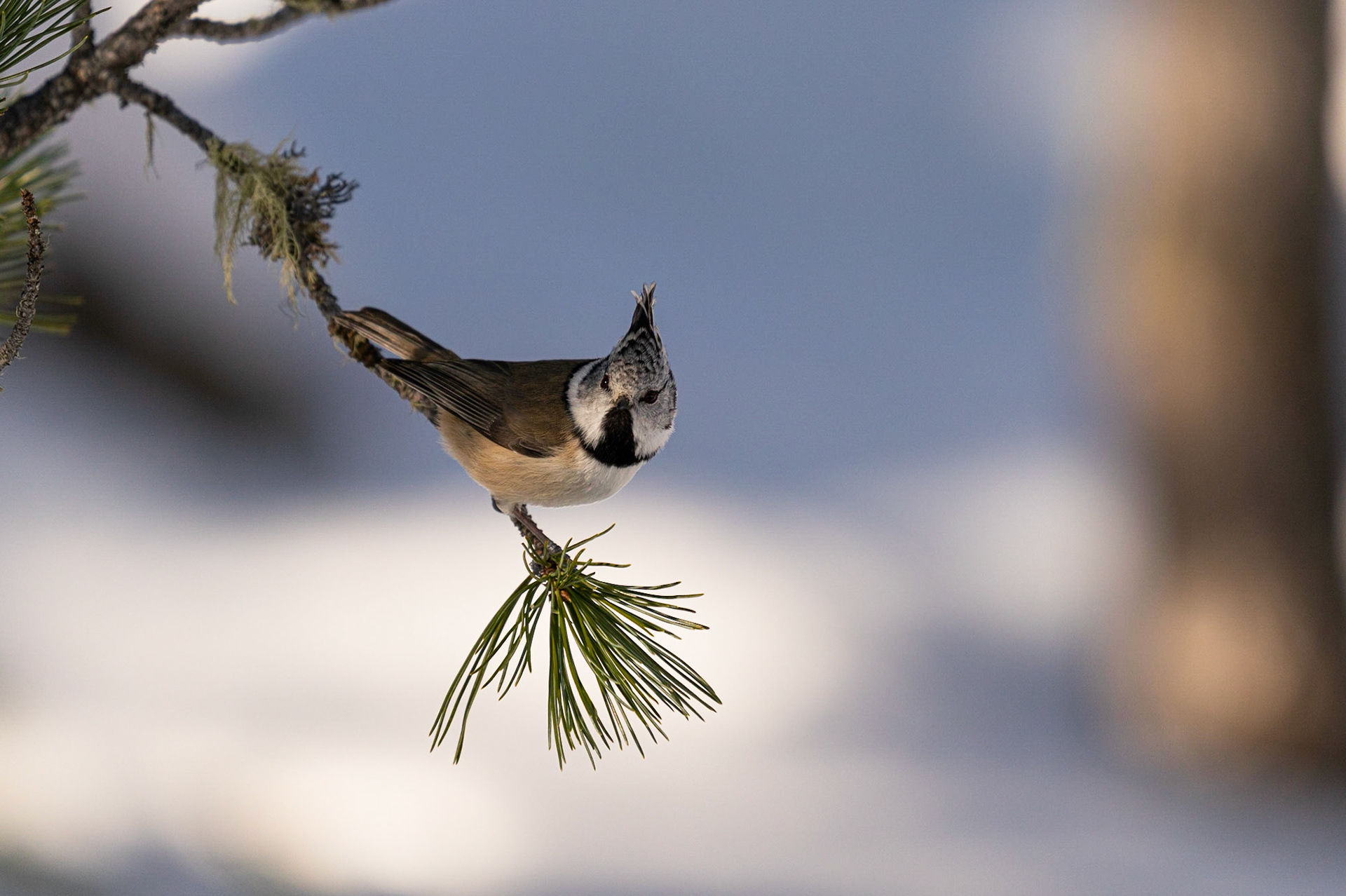 Haubenmeise | Engadin 2020