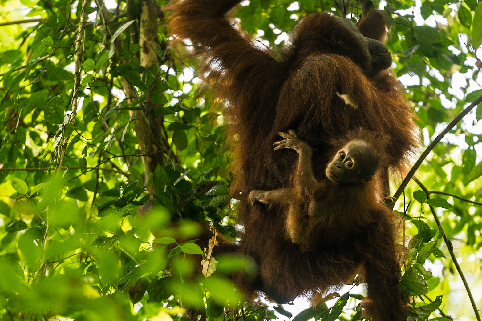 Orang Utan | Kalimatan Timur 2016