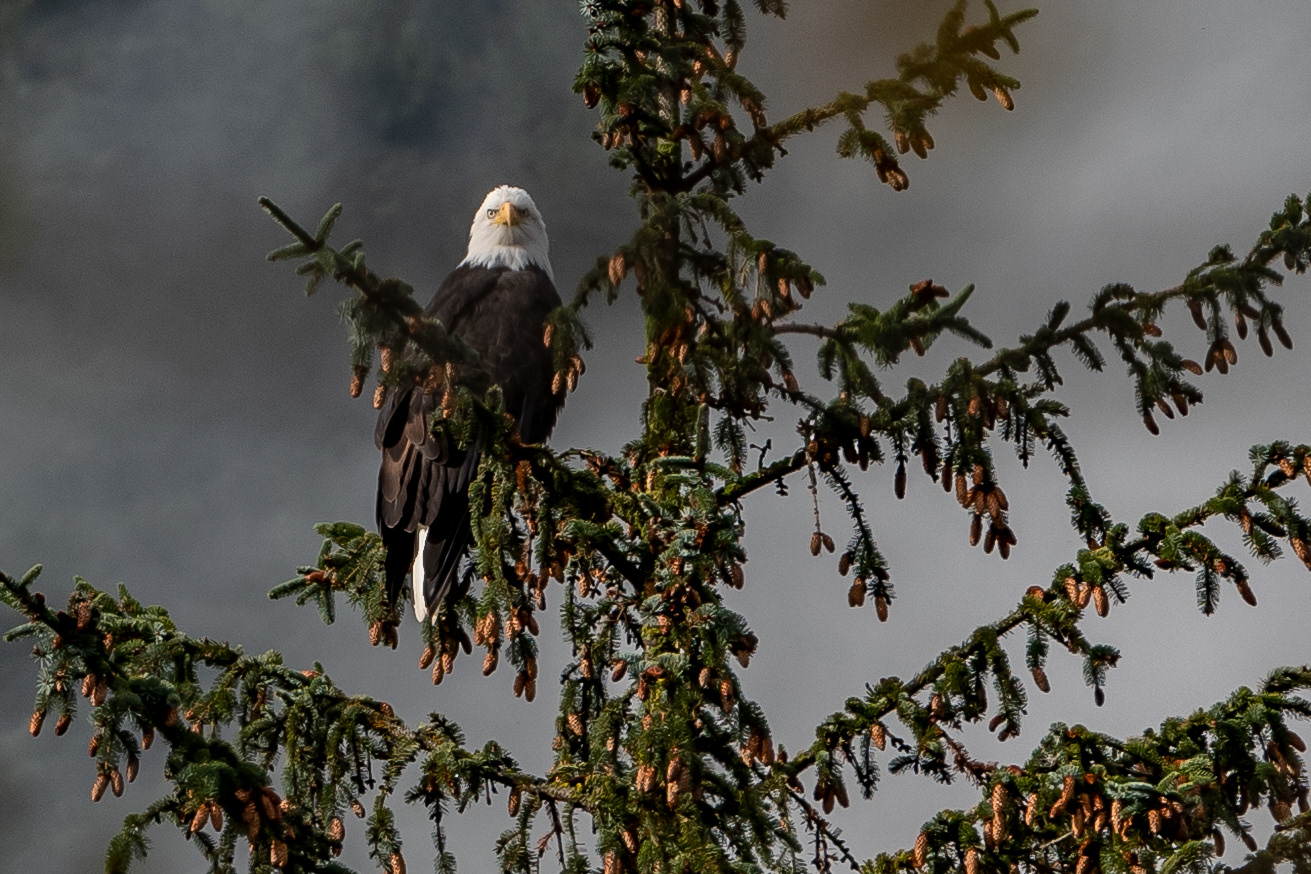 Bald Eagle