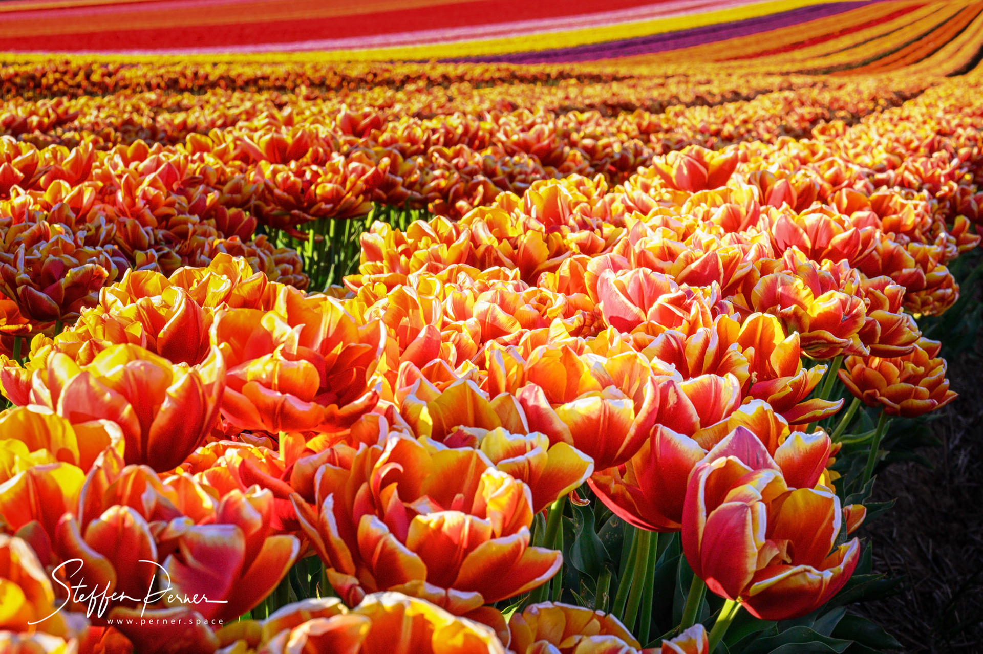 Field of tulips