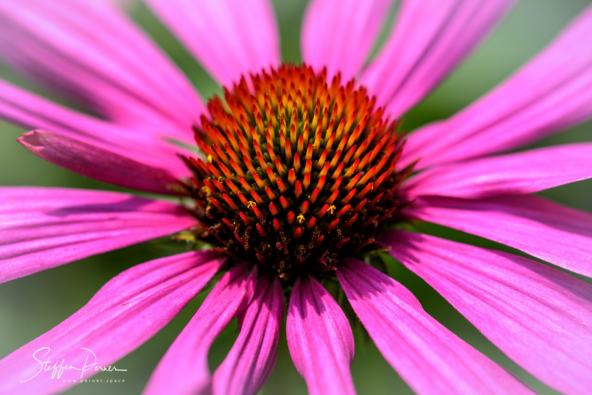 Pink Flower, Macro