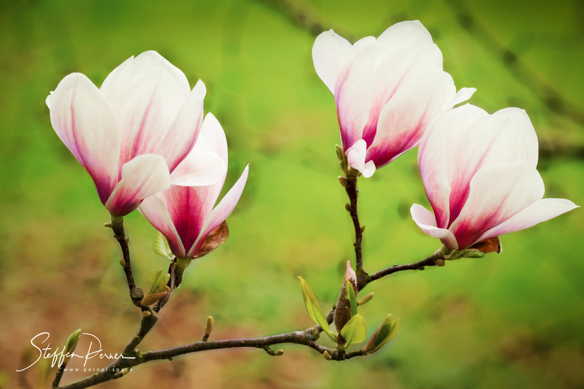 Magnolia, Macro