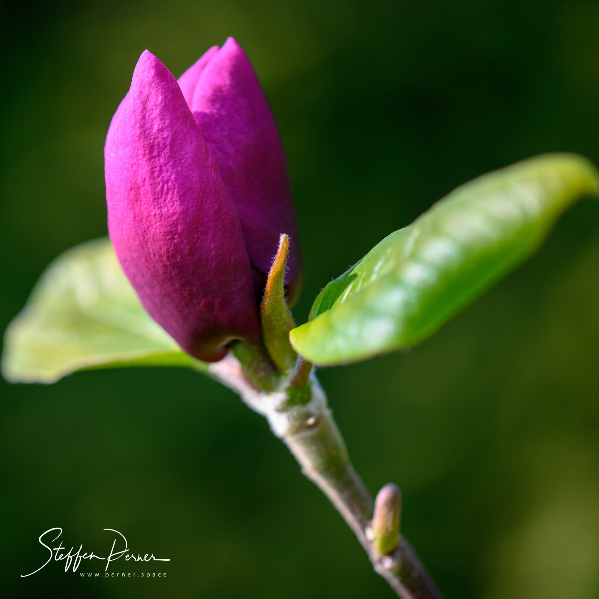 Magnolia