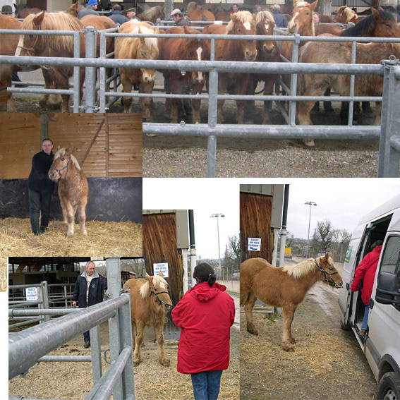 Sauvetage de JolieNuage poulain jument de trait aveugle partant à l'abattoir