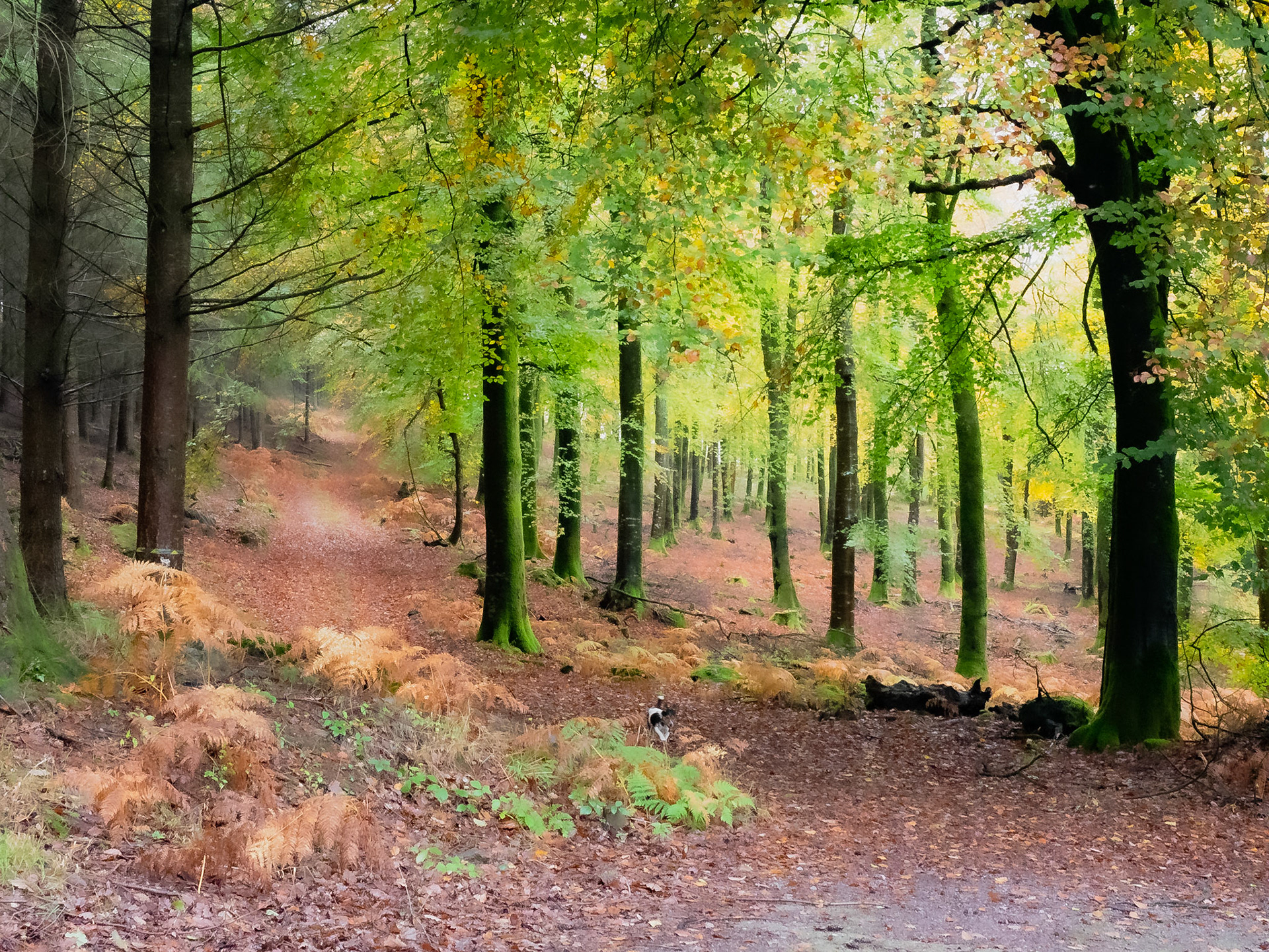 Walk from Fingle Bridge