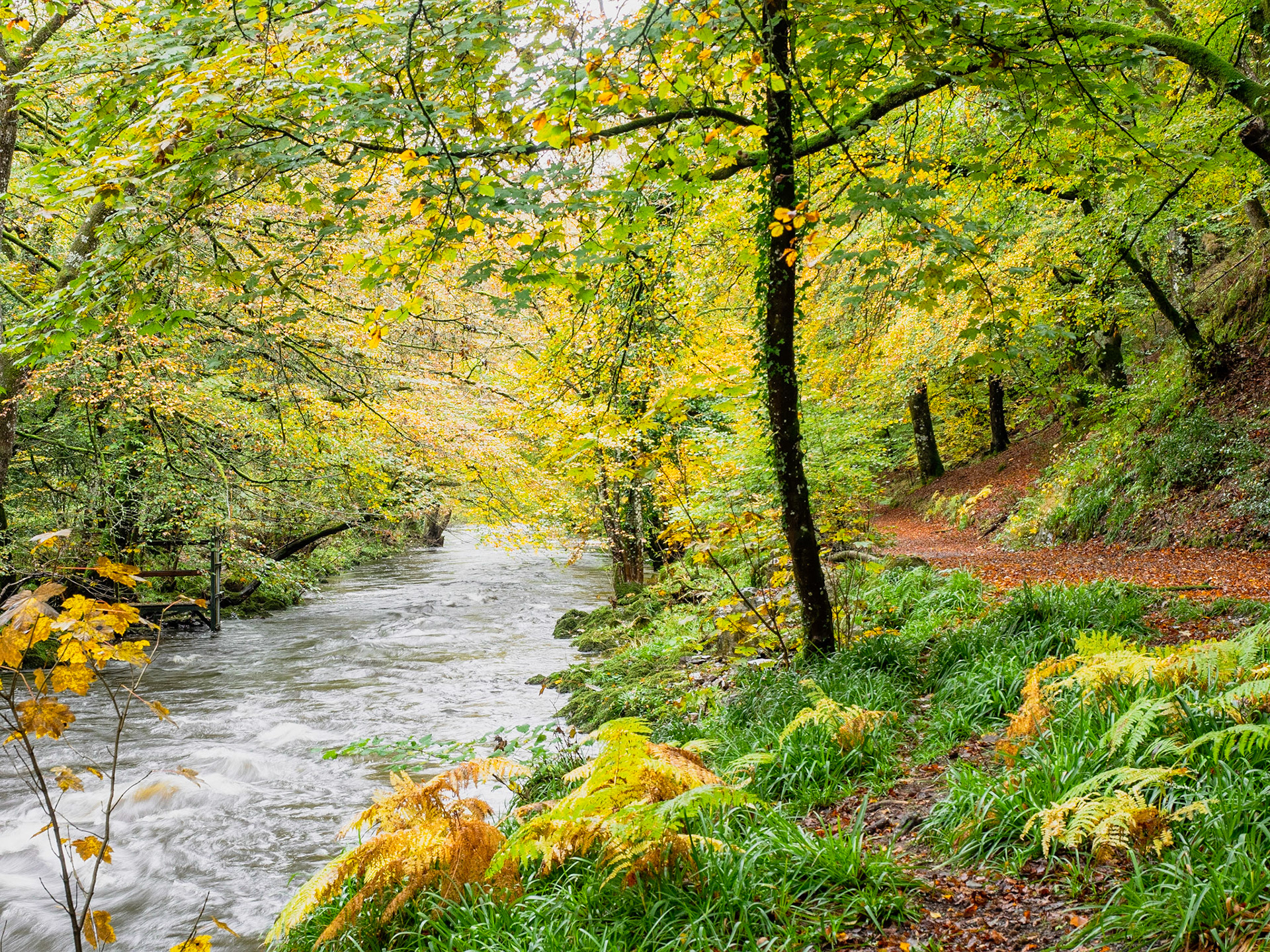 Walk from Fingle Bridge