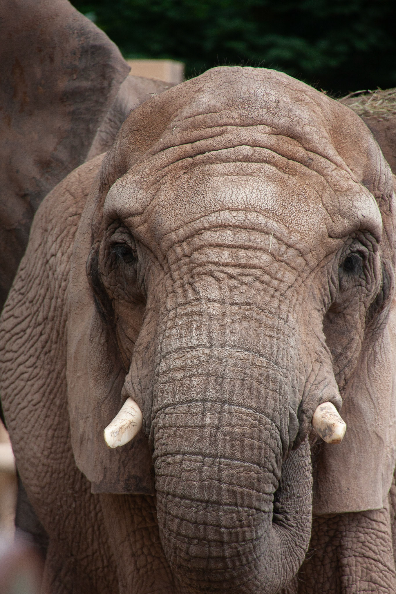One of the elephants at the Seneca Park Zoo. Their looks have such character.