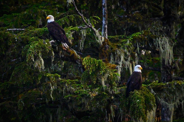Bald eagles, near Petersburg, Alaska