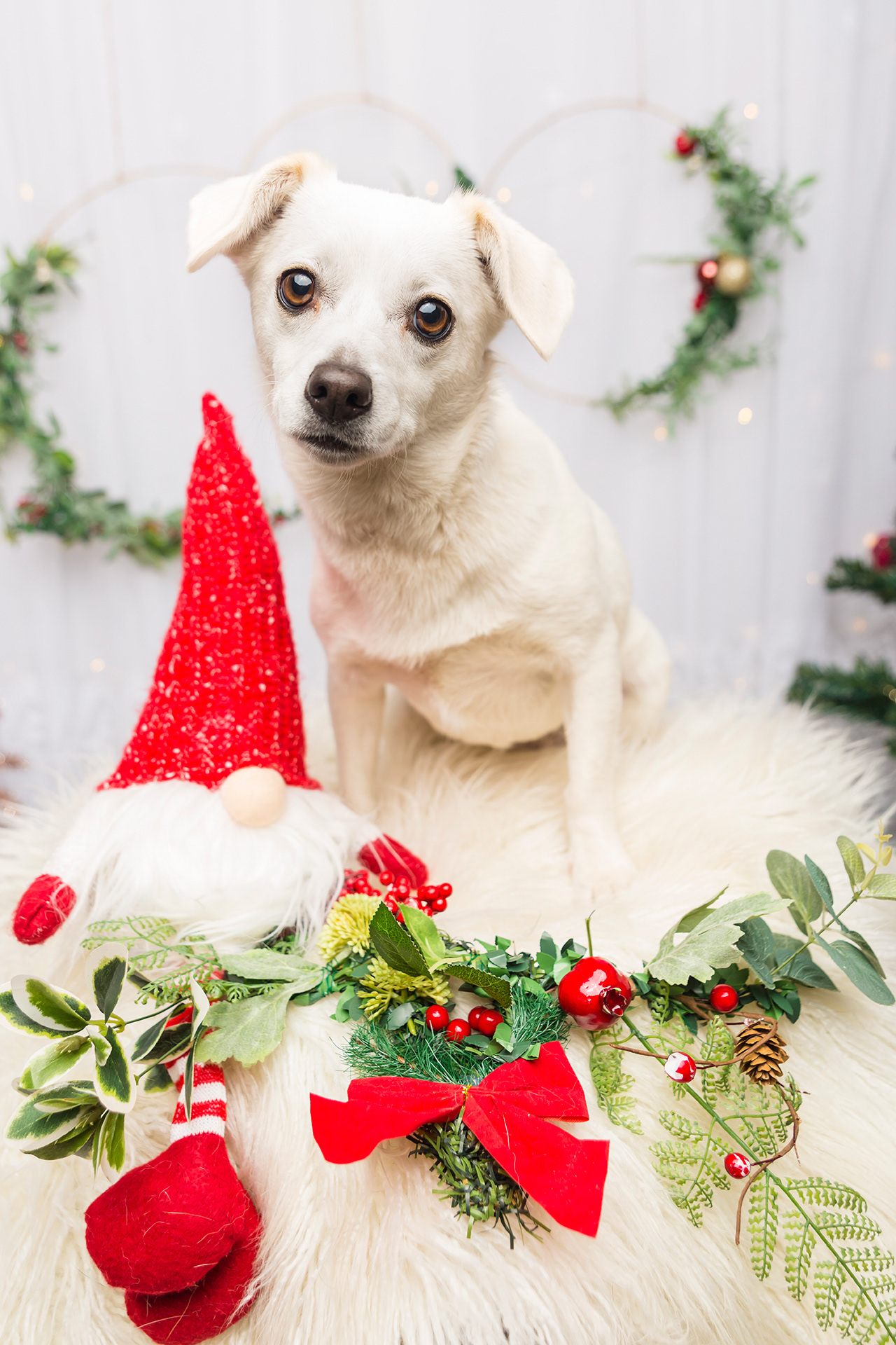 chihuahua christmas photo