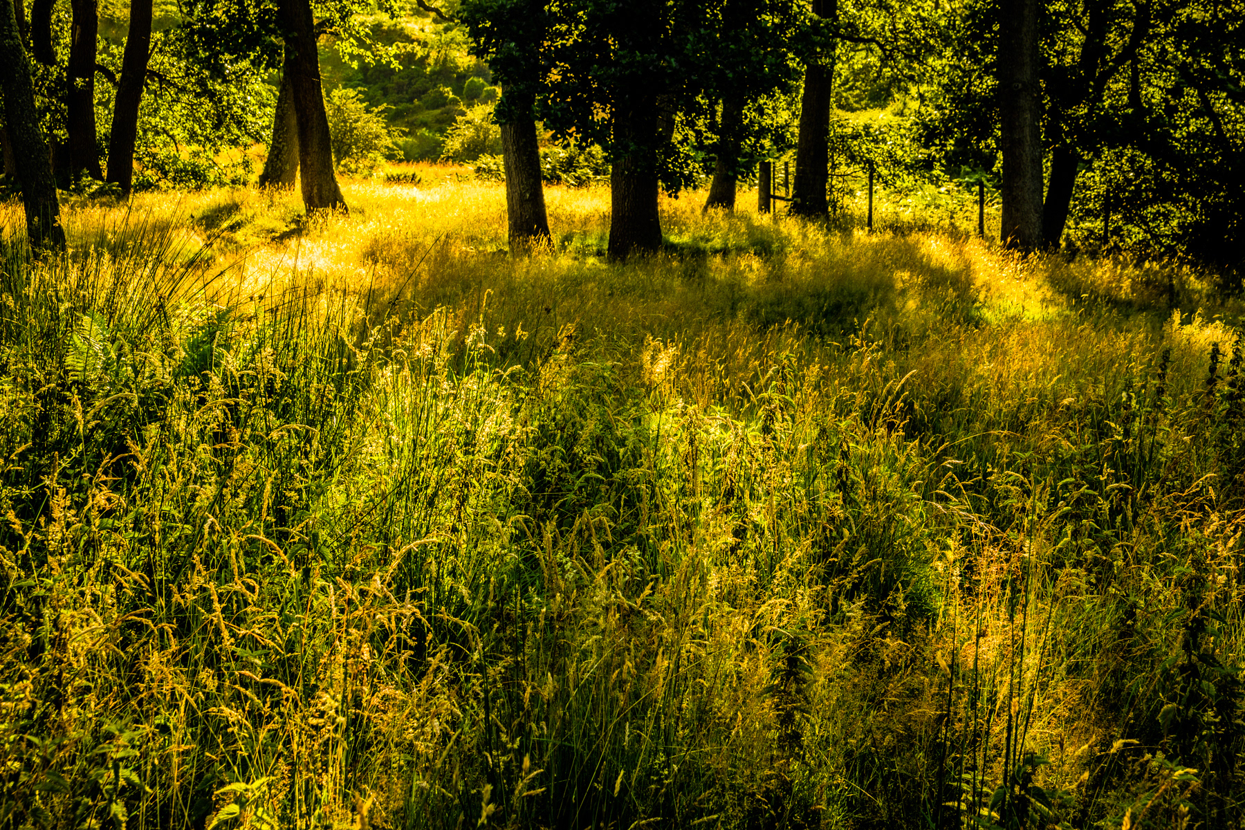 Late afternoon sun on meadow grasses.