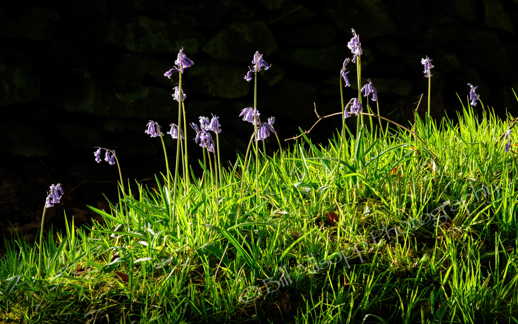 Bluebells in the ancient woodland of The Outwoods which is one of the oldest surviving woodland sites in Charnwood.