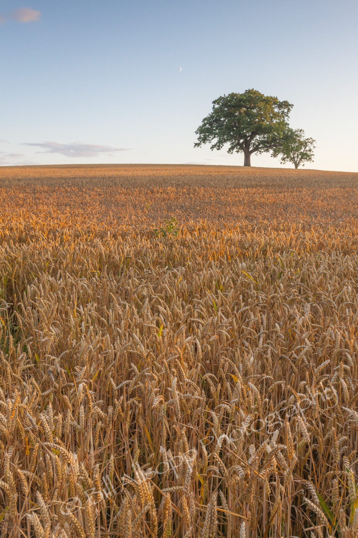 A field of golden wheat ready to harvest with a tree on the horizon and a crescent moon in the sky.