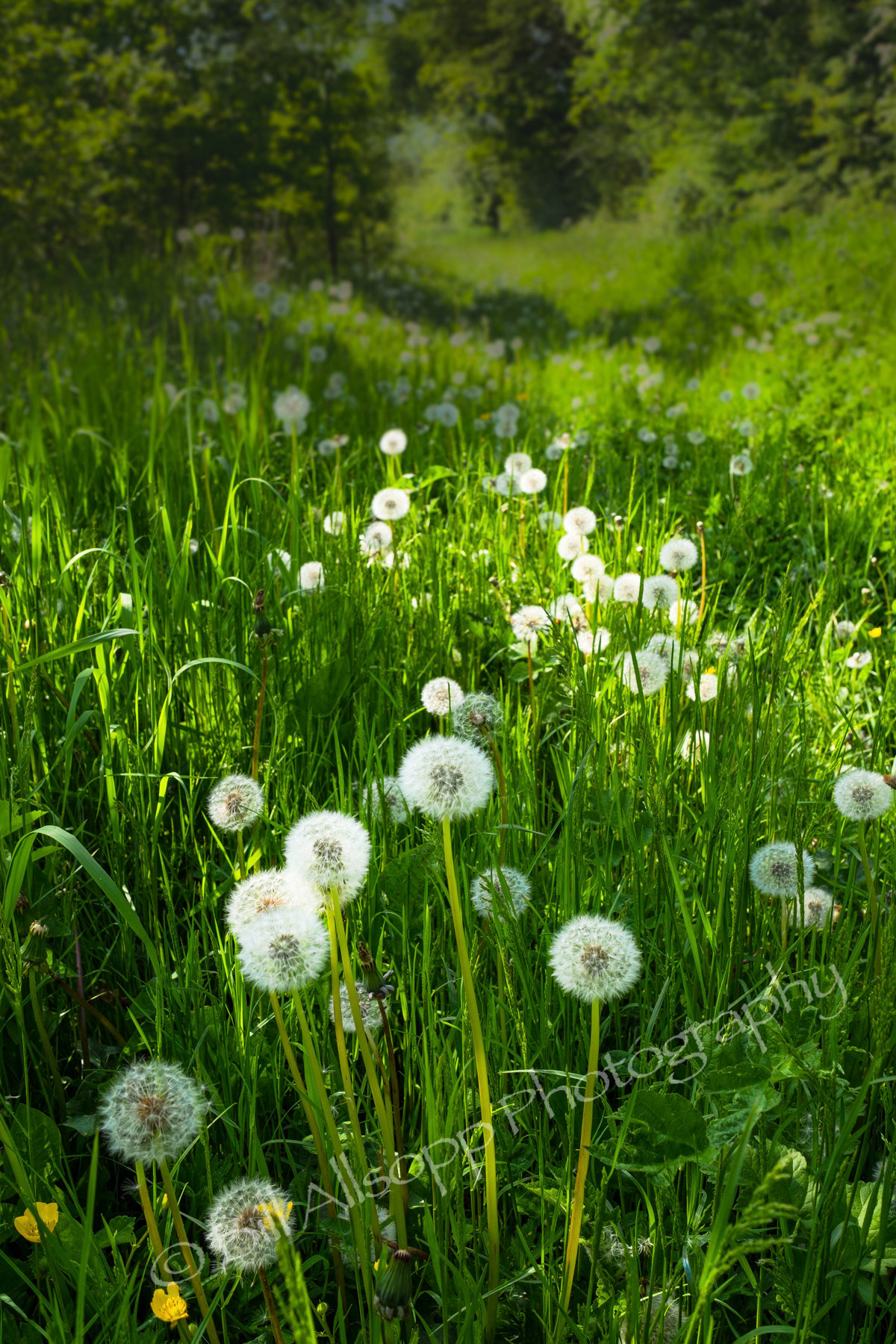 Masses of dandelion clocks along a country path.