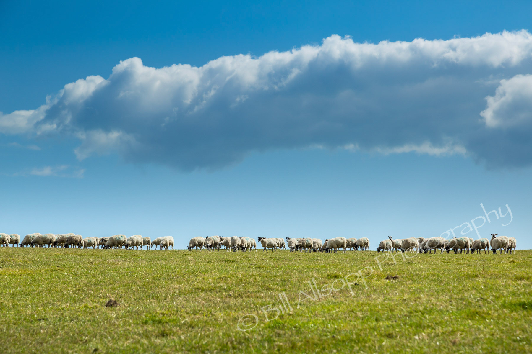 Sheep on the Purbeck hills.