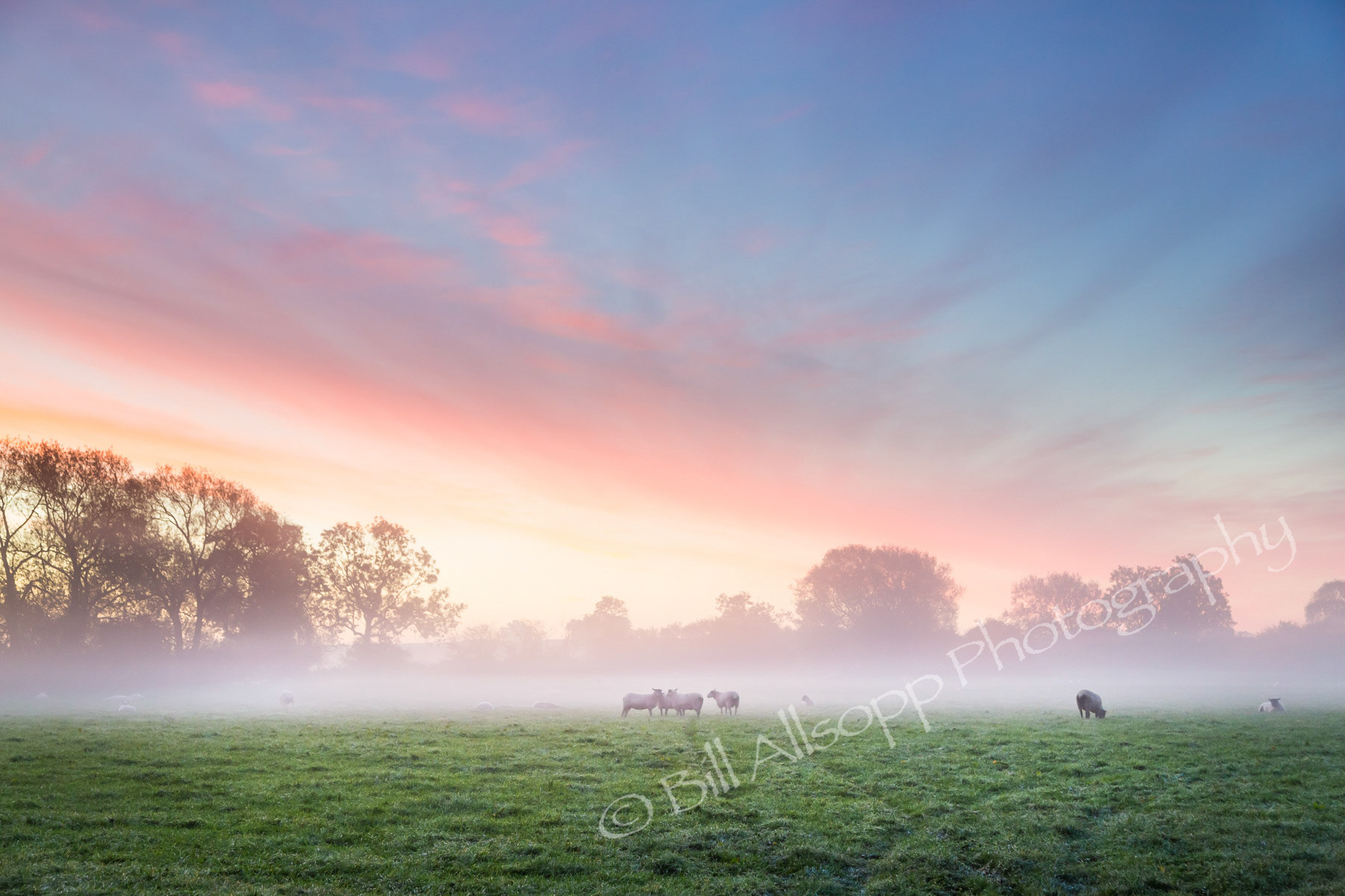 Sheep in a field at dawn.