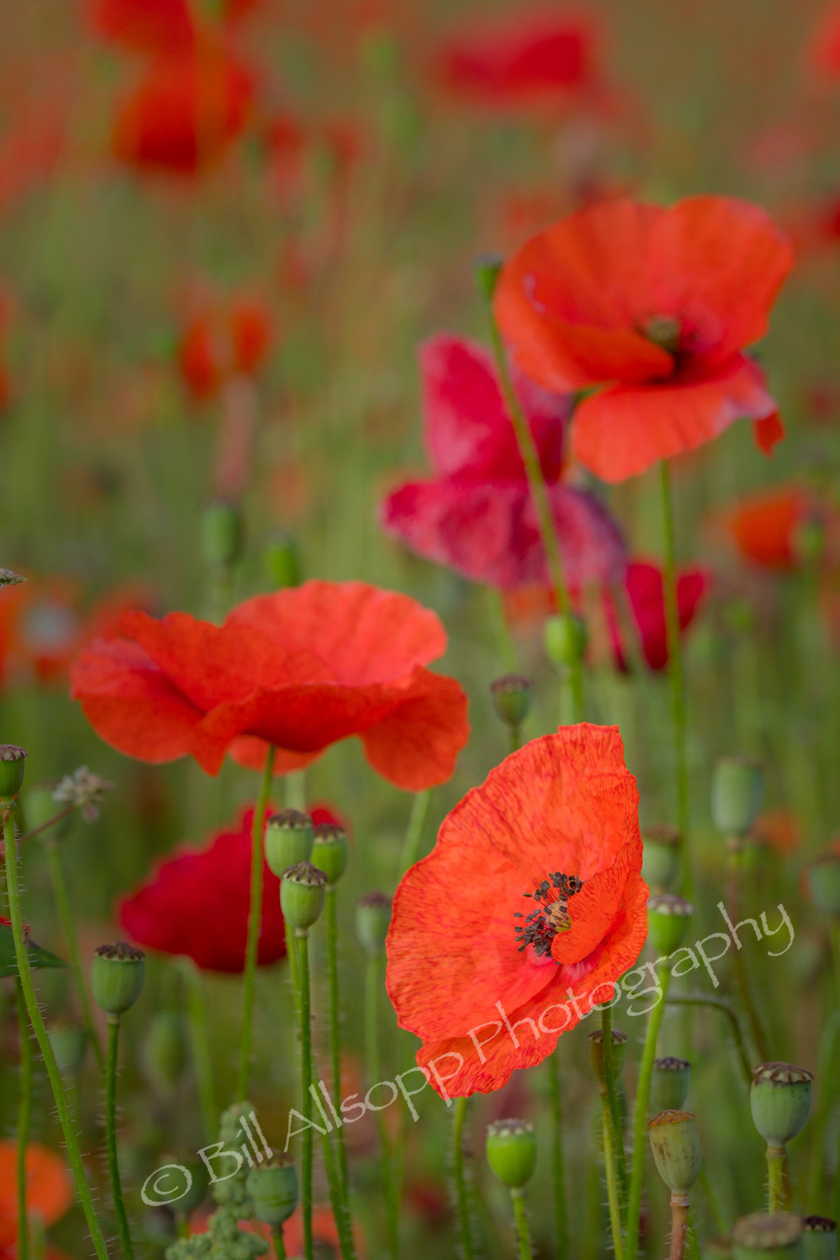 Part of an abandoned field full of poppies.