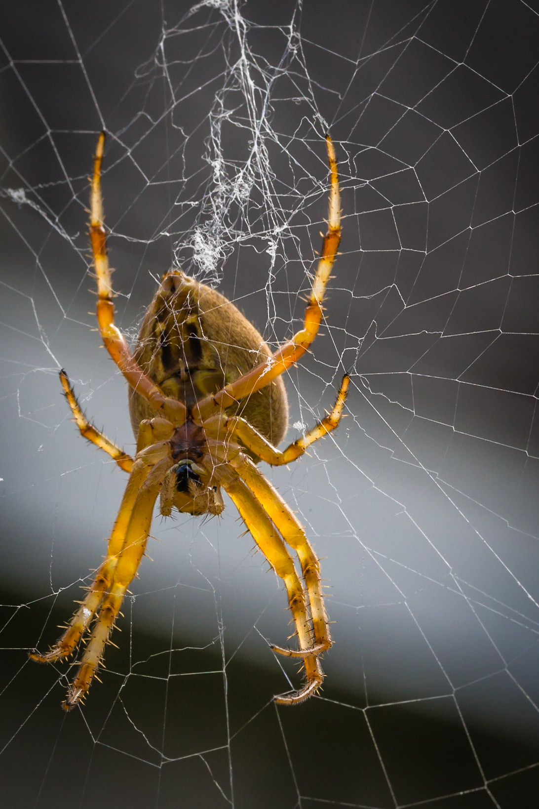 Fall spider