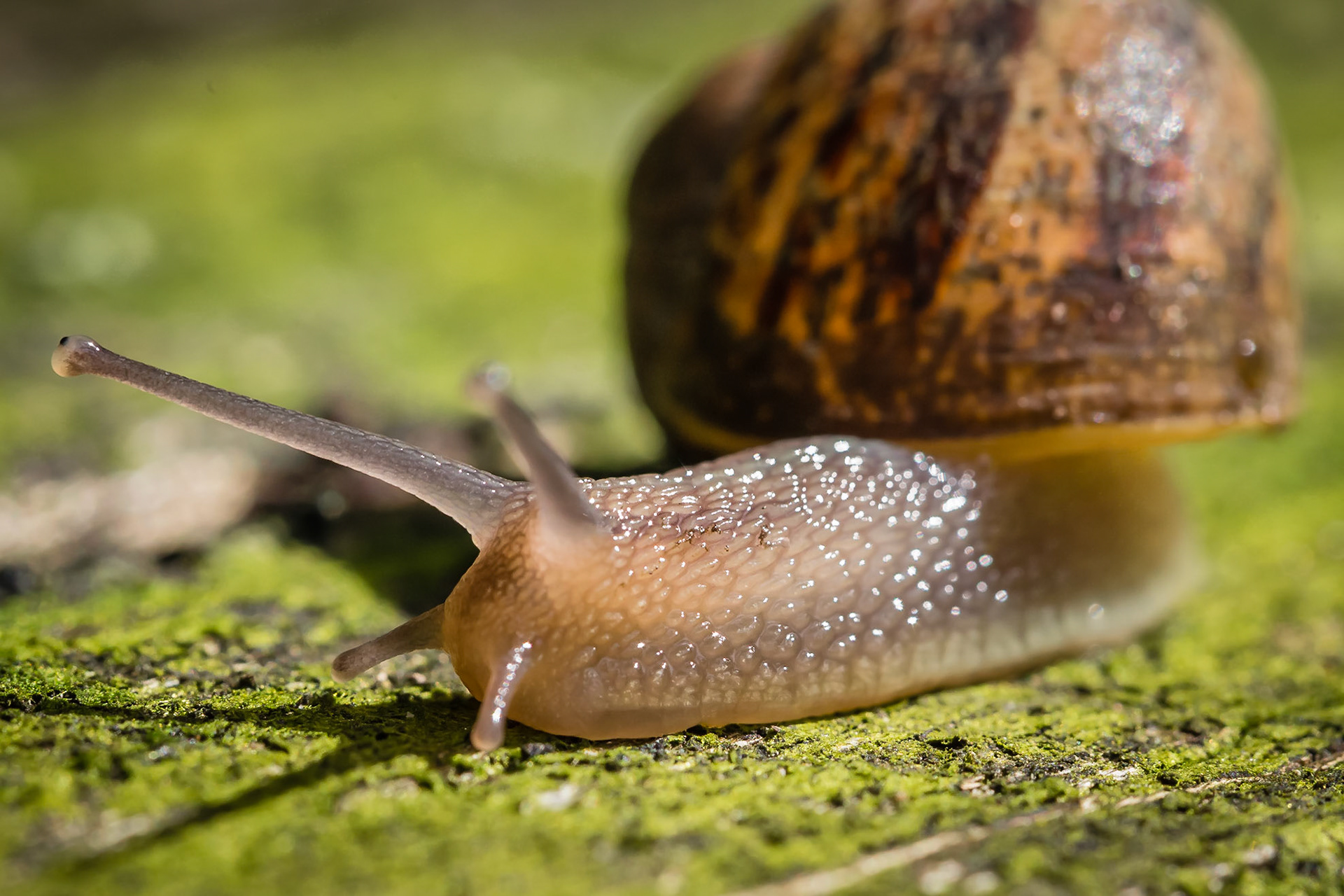 Speedy Gonzales the snail