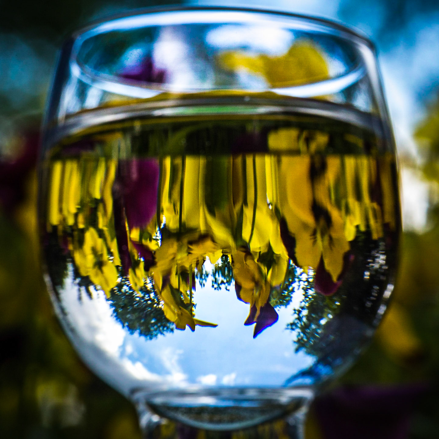 Violets through a glass