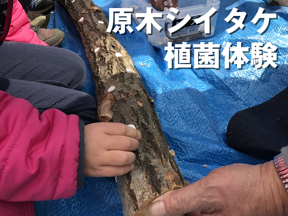 原木シイタケ植菌体験