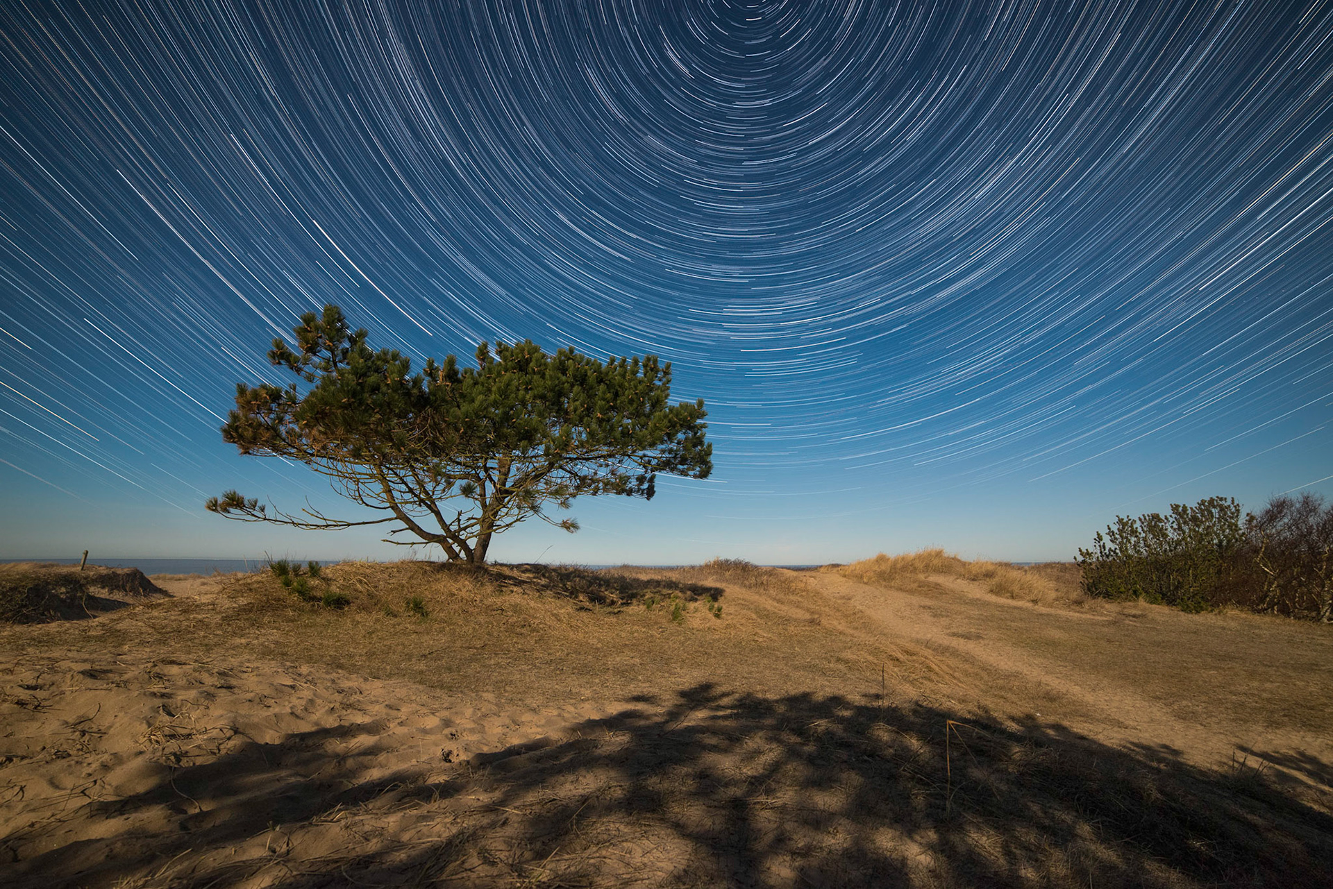 Træet under stjernerne