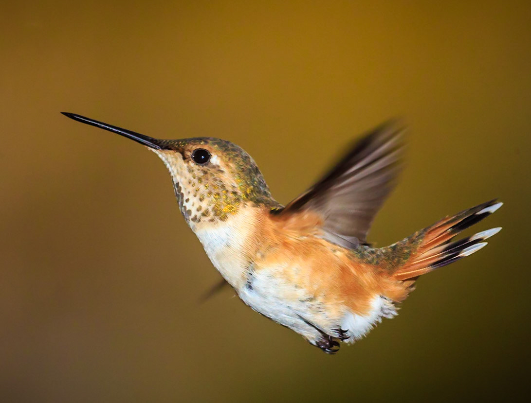 Humming bird in flight with a little help from speedlite and high speed sync
