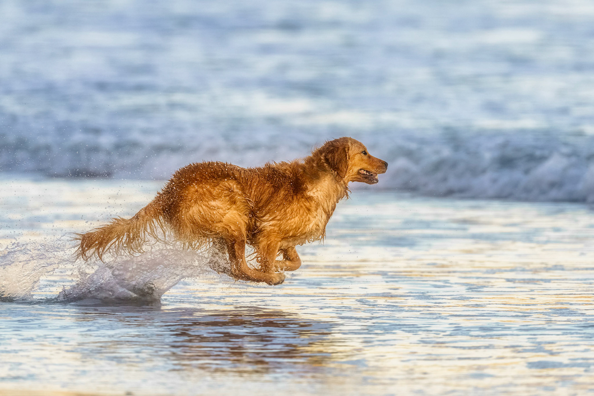 Golden Retriever Flying over the ocean
