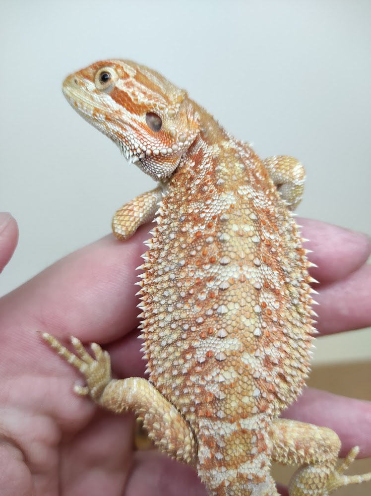 Orange-dragons.cz - Pogona Vitticeps