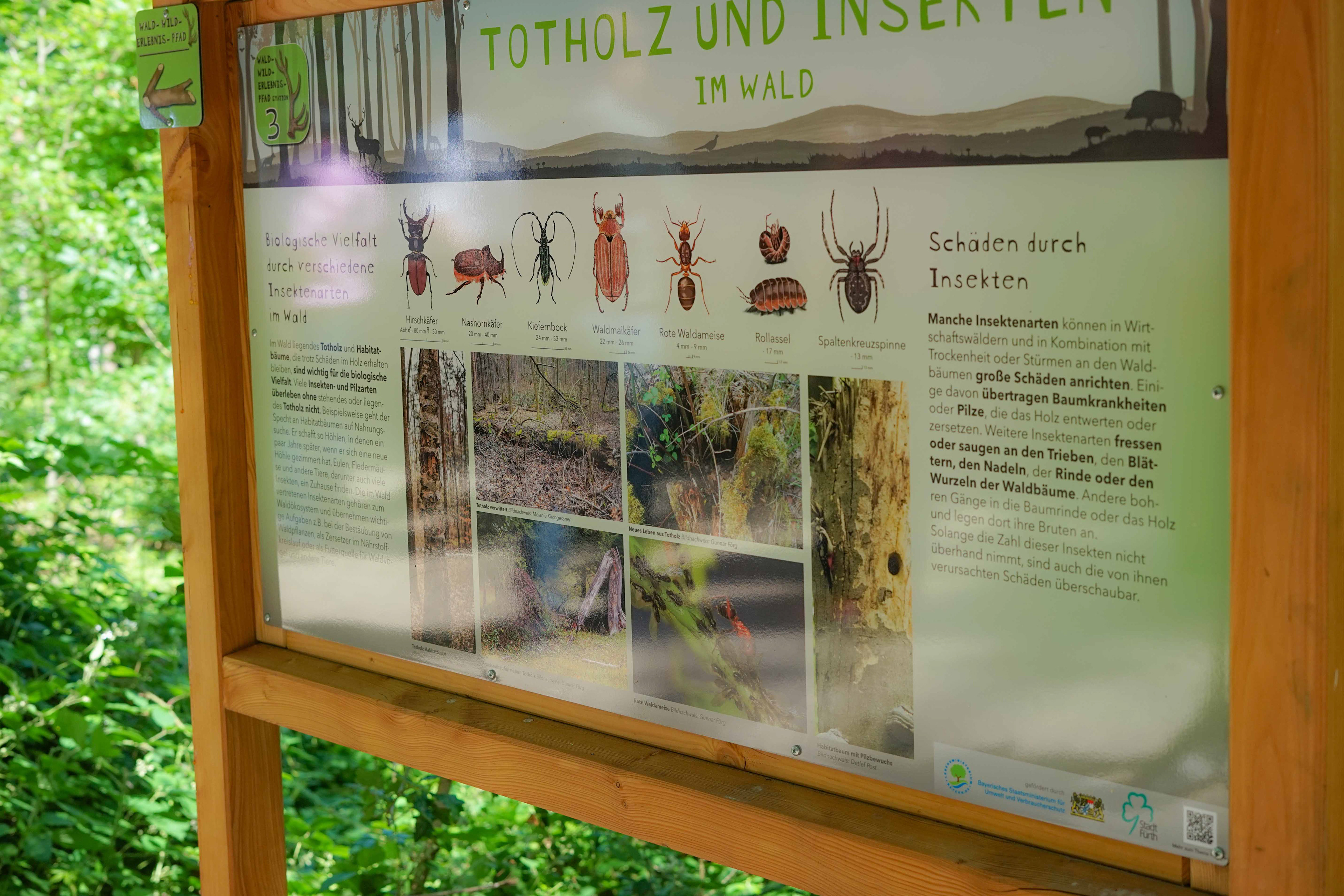 Totholz und Insekten