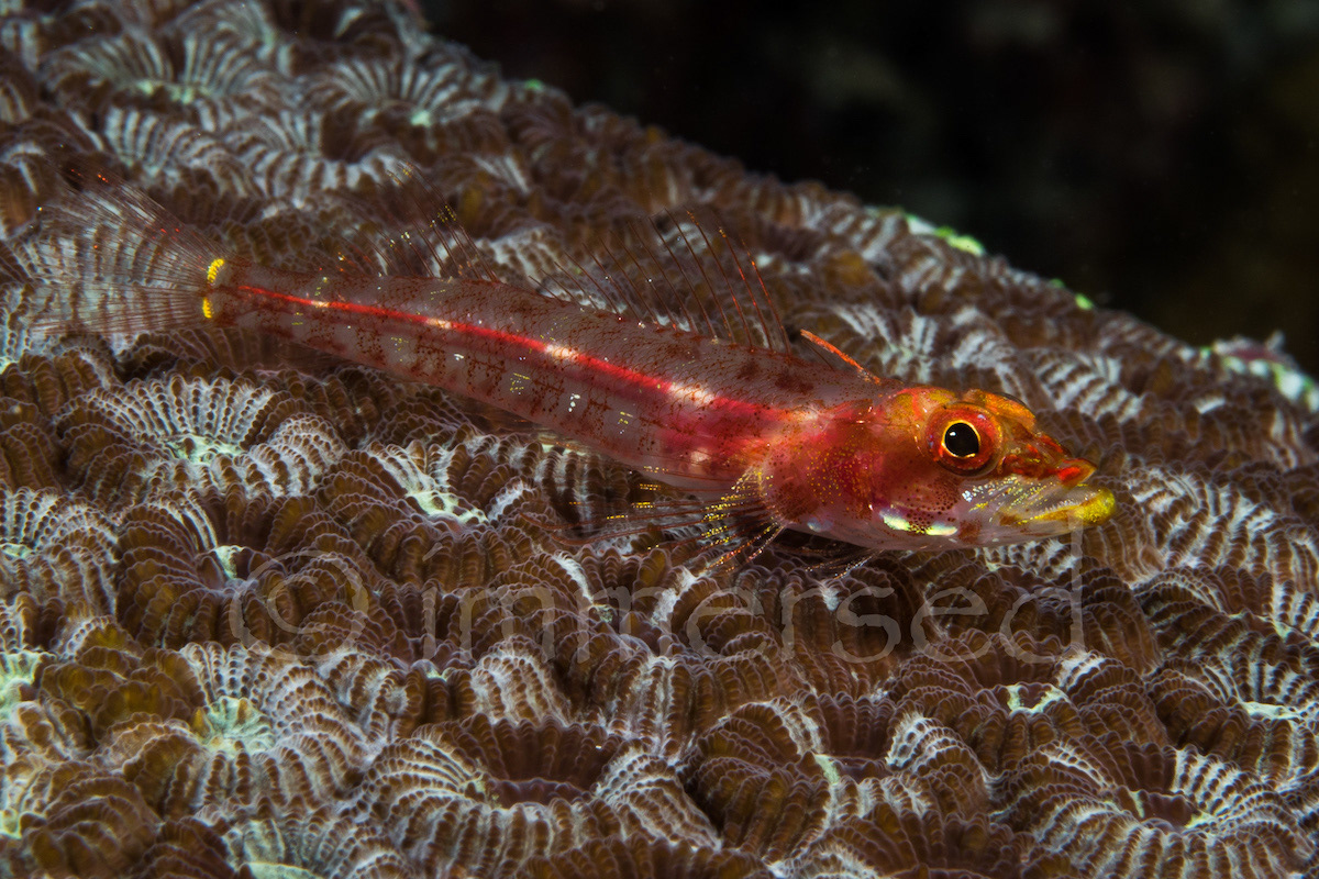 triplefin, Wakatobi, Sulawesi