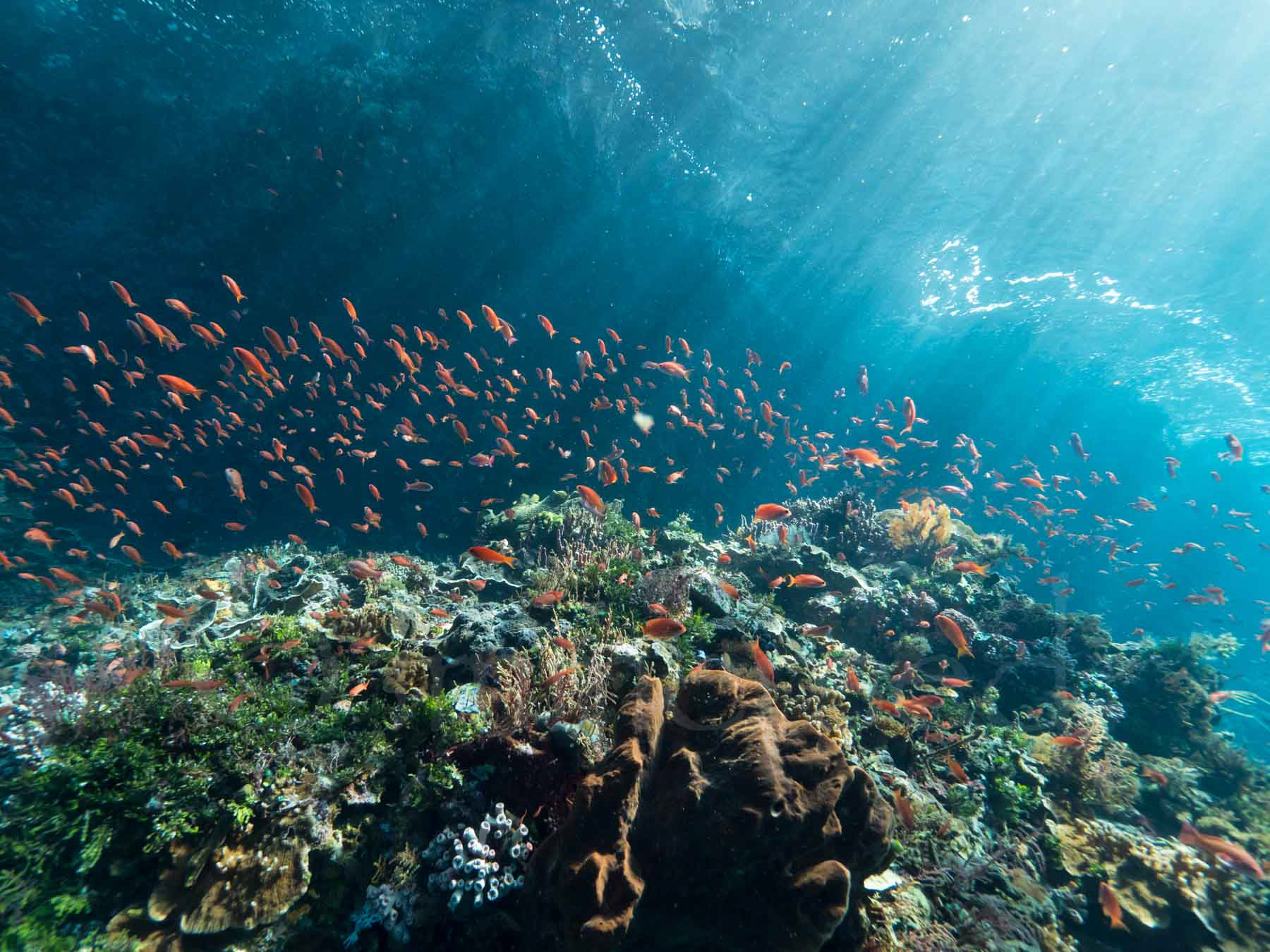 anthias, the Ledge, Pantar