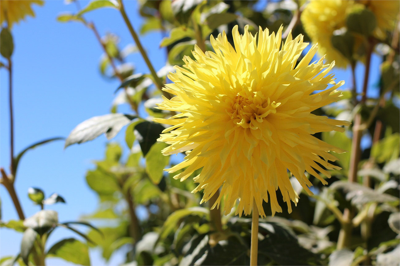 Sun Blossom