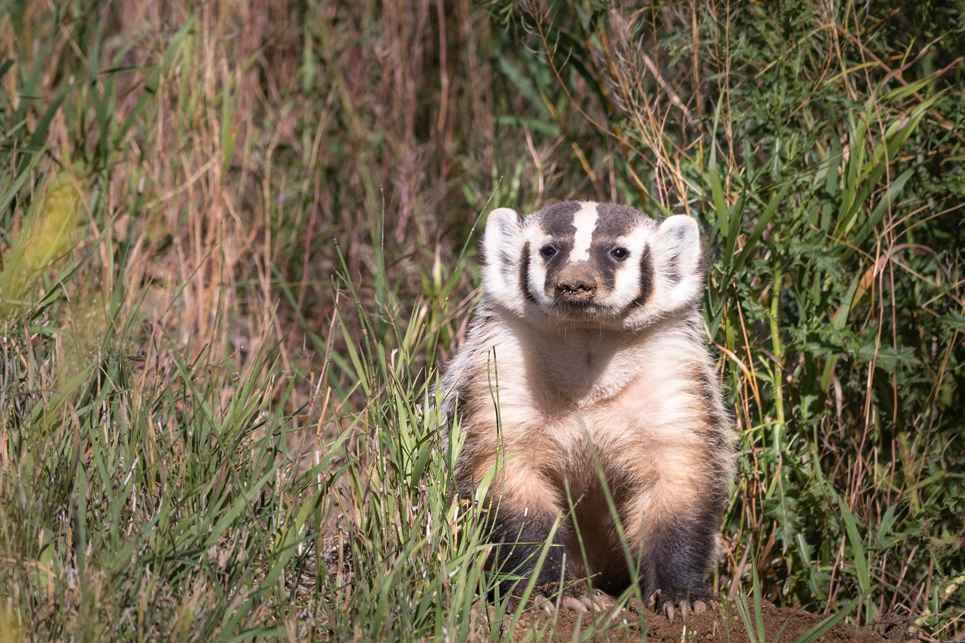 Zilverdas/American Badger (Taxidea taxus) #americanbadger #zilverdas #naturephotography #mammal #wildlifephotography #wildlife #nature #animal #canon #USA