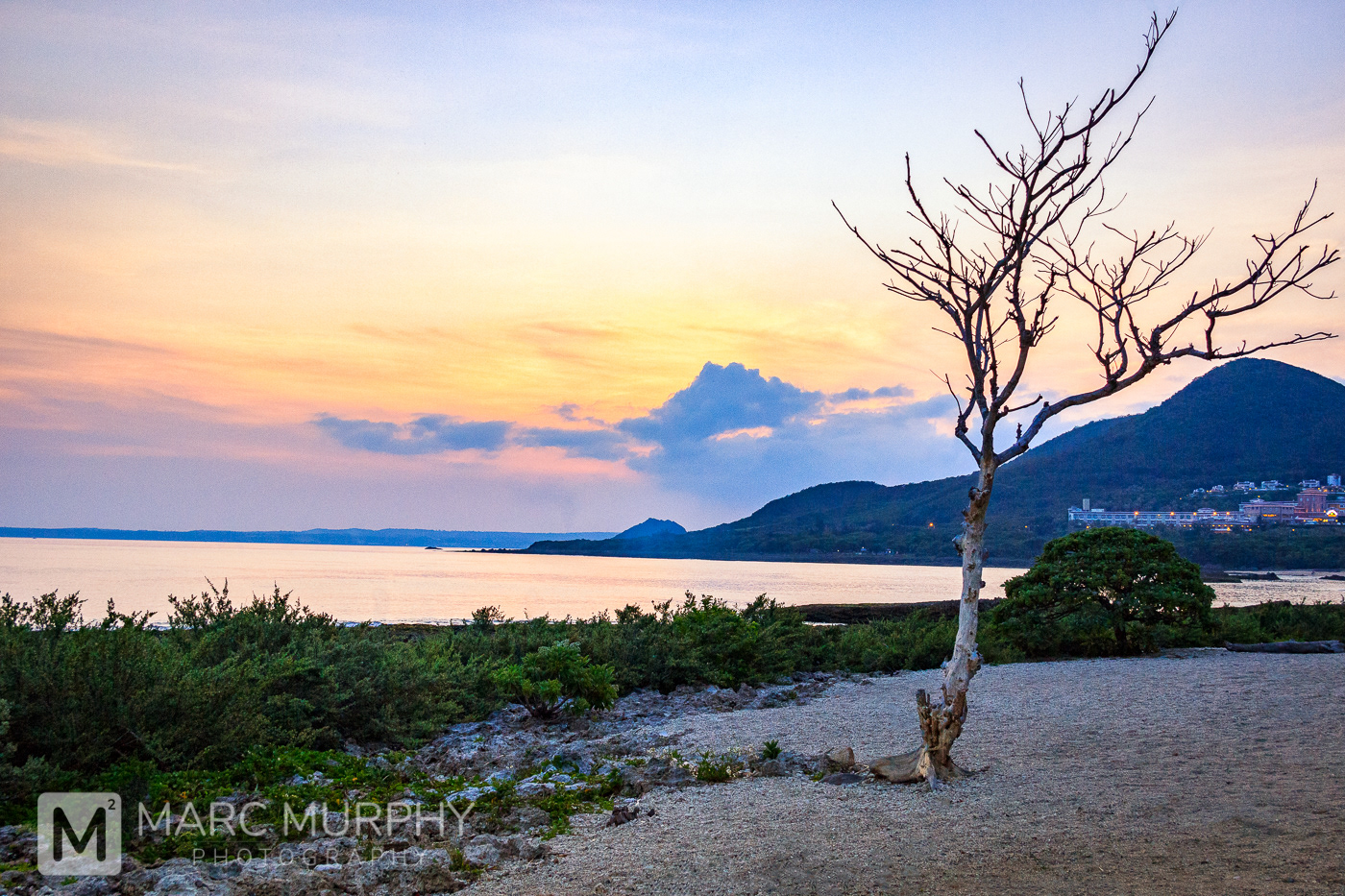 Asian Tree Alone on Beach Coastline at Sunset with Clouds and a Blue, Pink, Purple, Orange and Yellow Sky