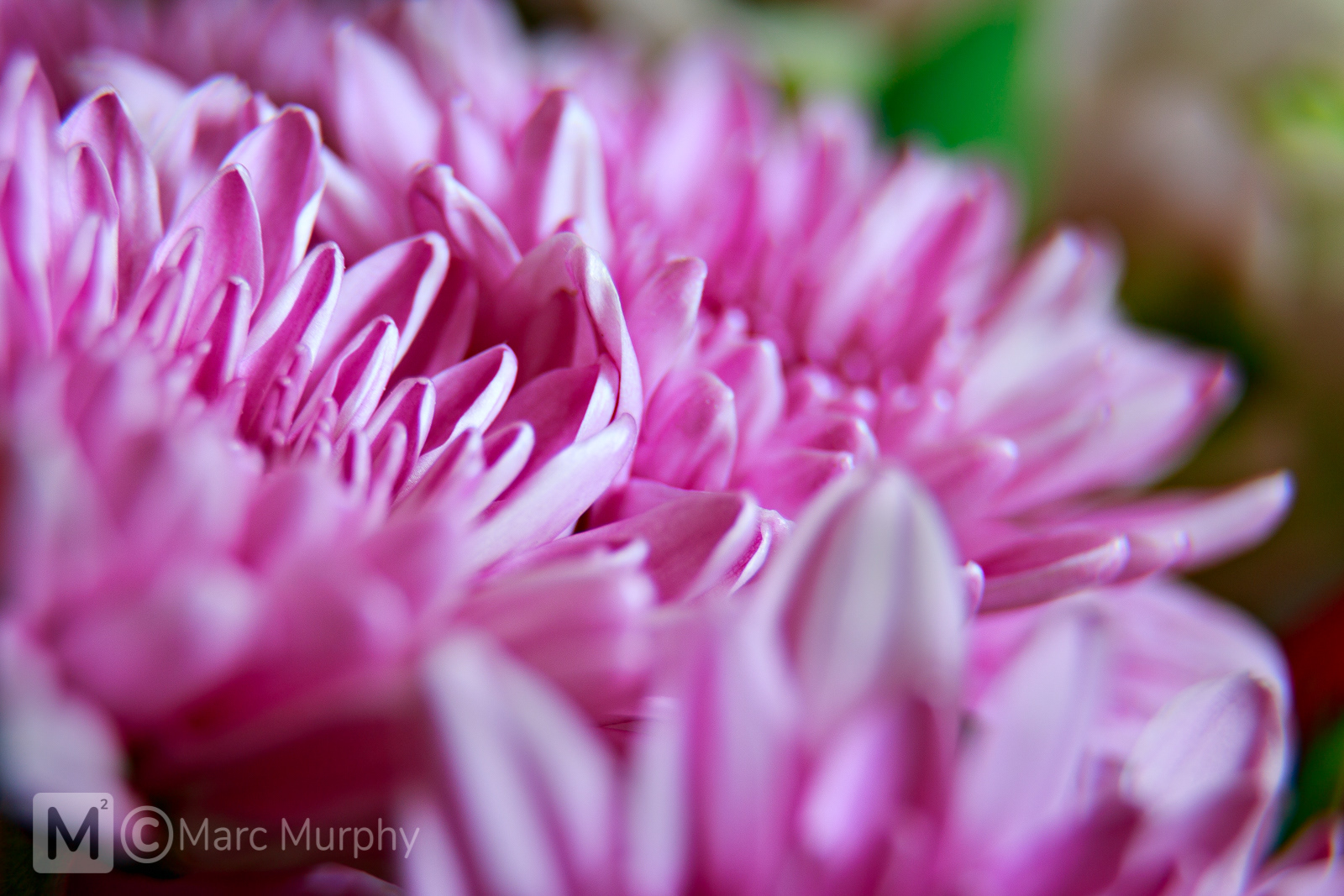 Up-Close Macro Pink Purple Daisy Flowers from a Low Perspective