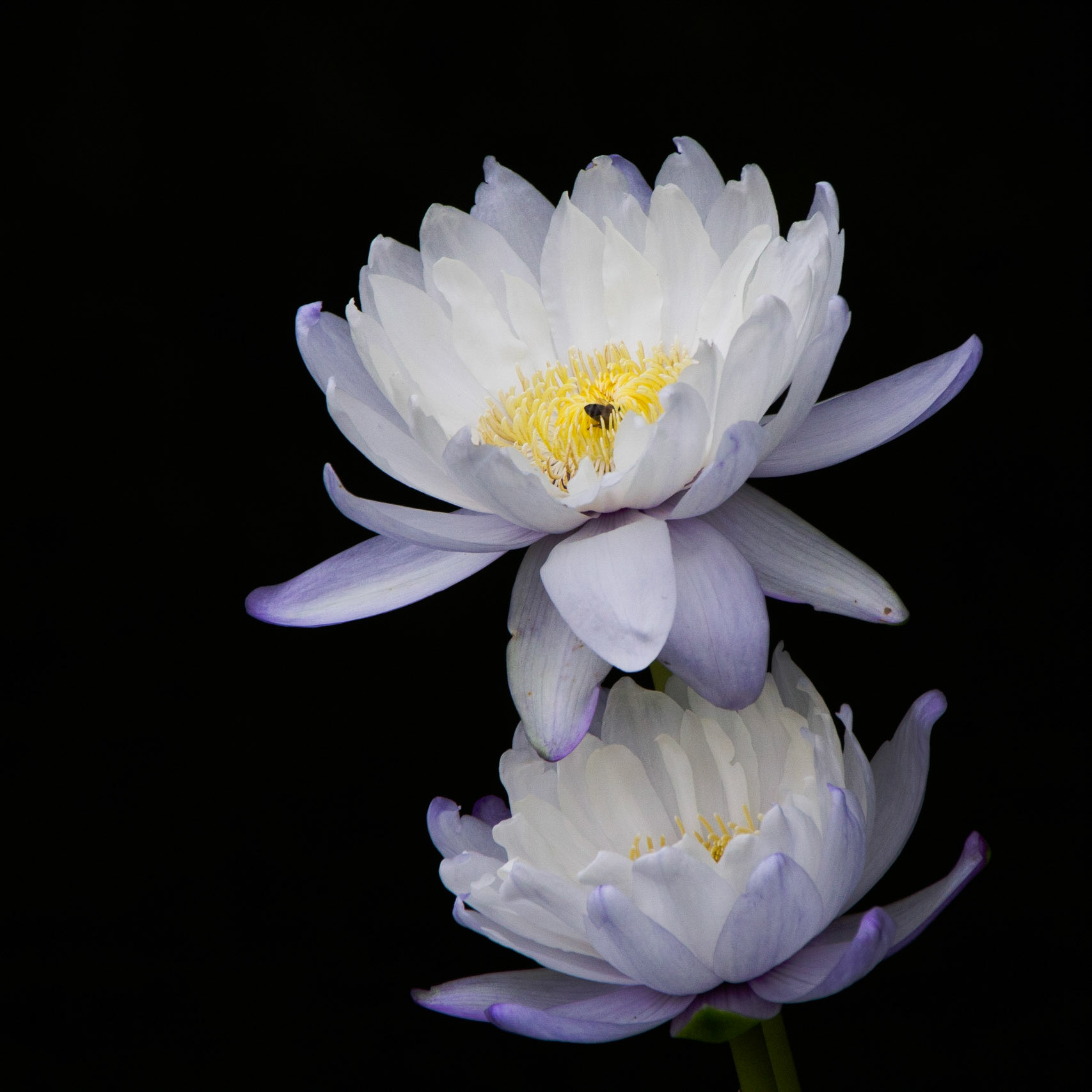 Nymphaea Leutrans
