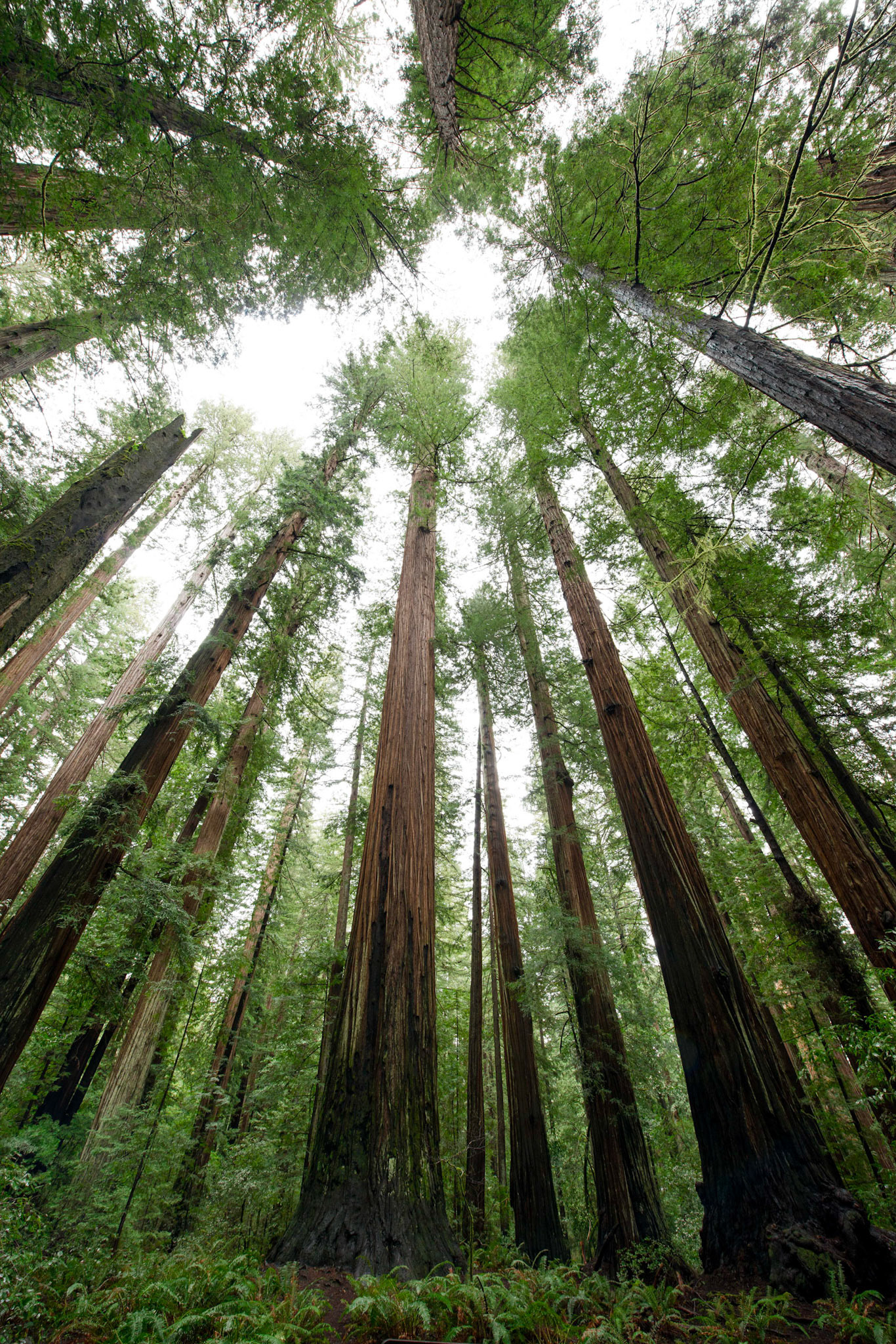 avenue of the giants, california