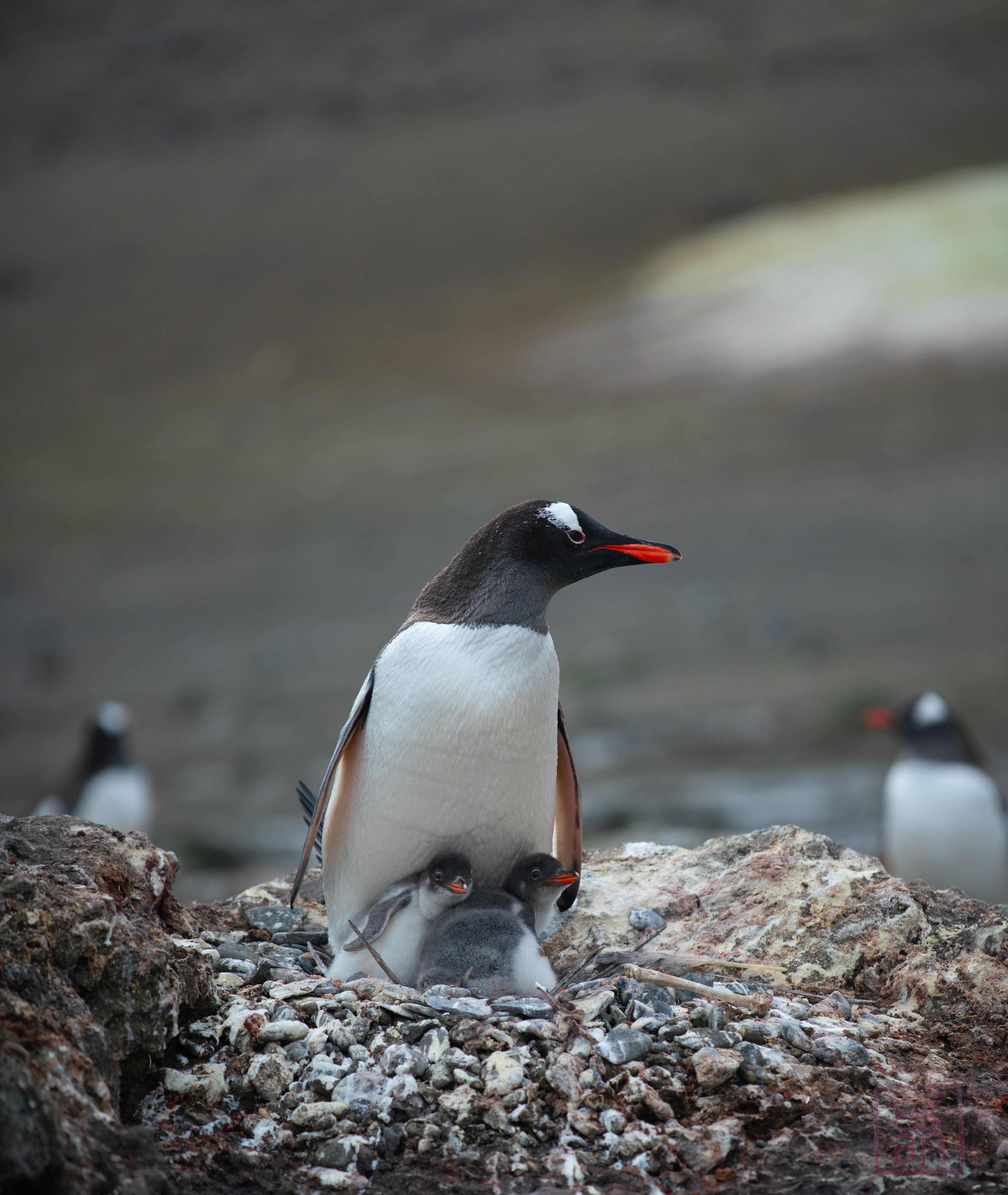 Gentoo Penguin with chicks