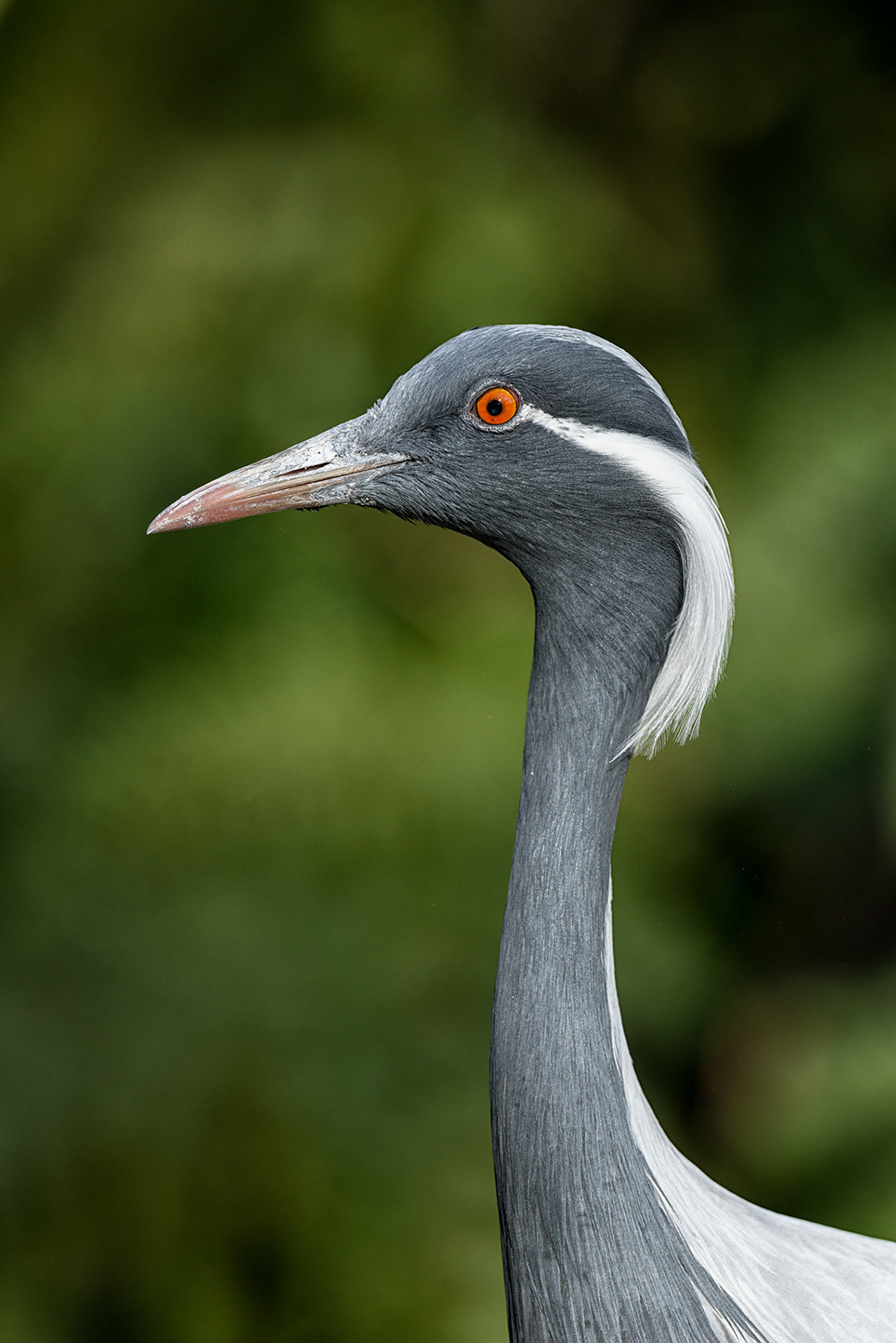 david-courtenay-photography-sylvan-heights-bird-park-nc