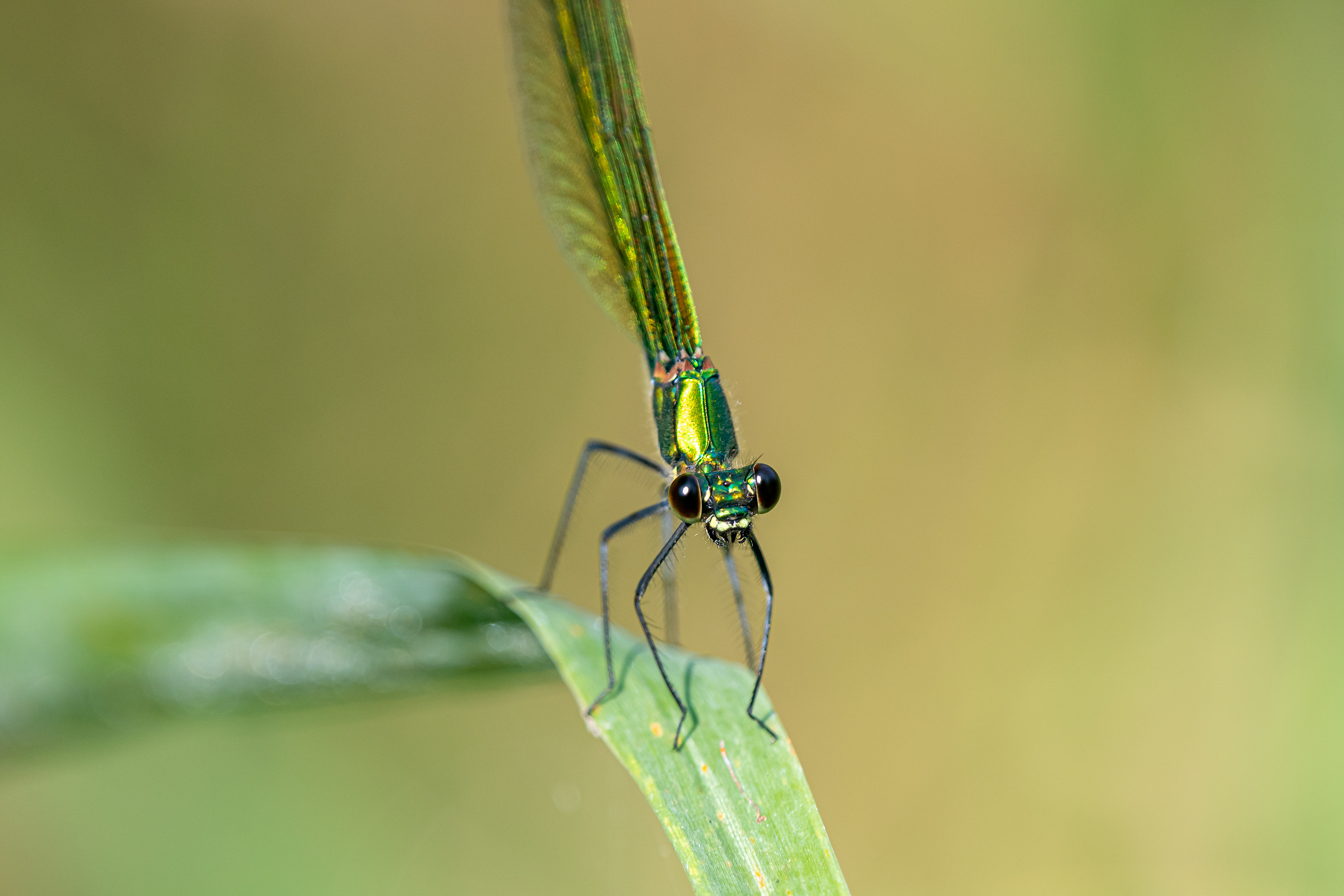 Calopteryx virgo