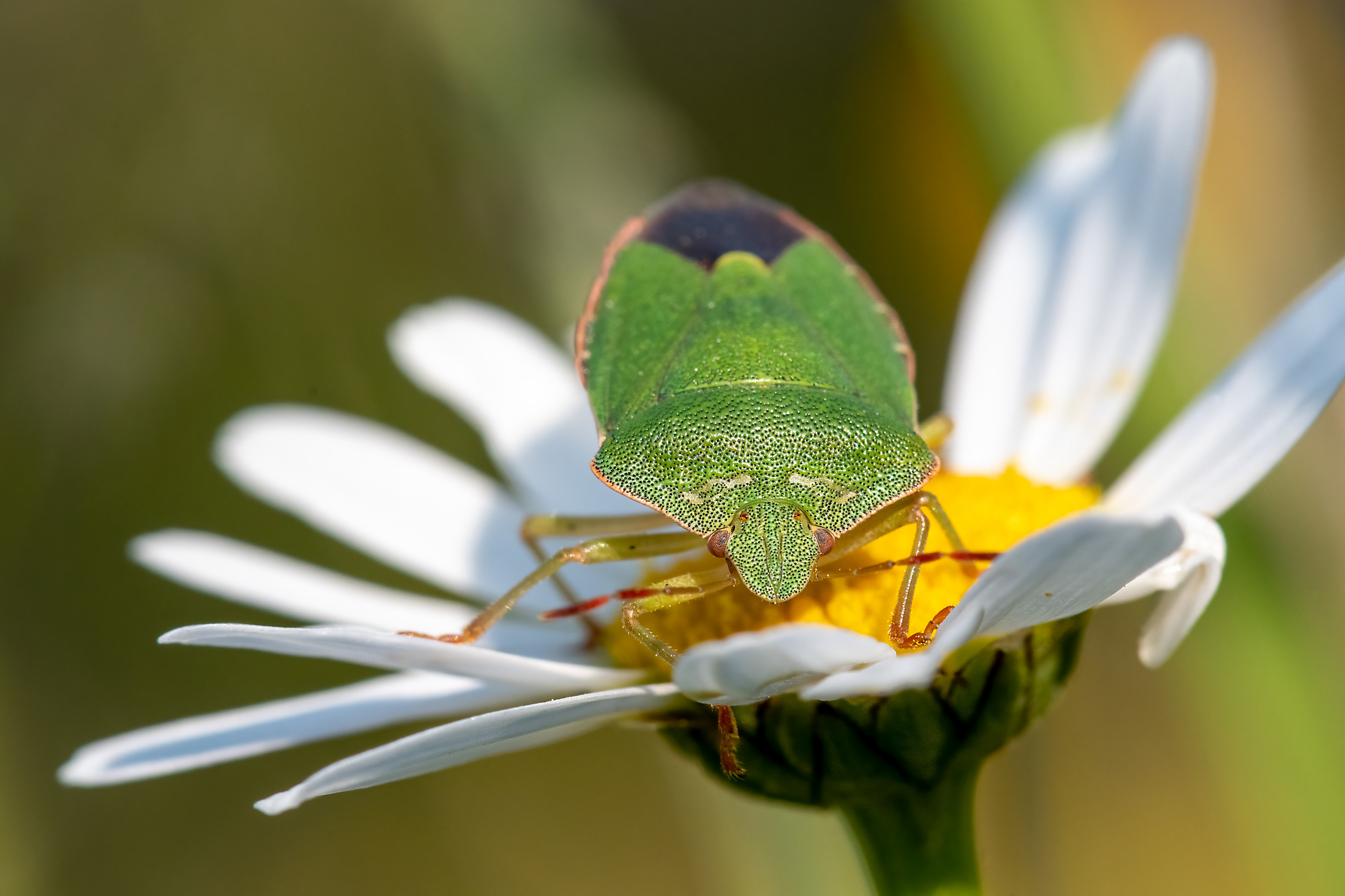Palomena viridissima