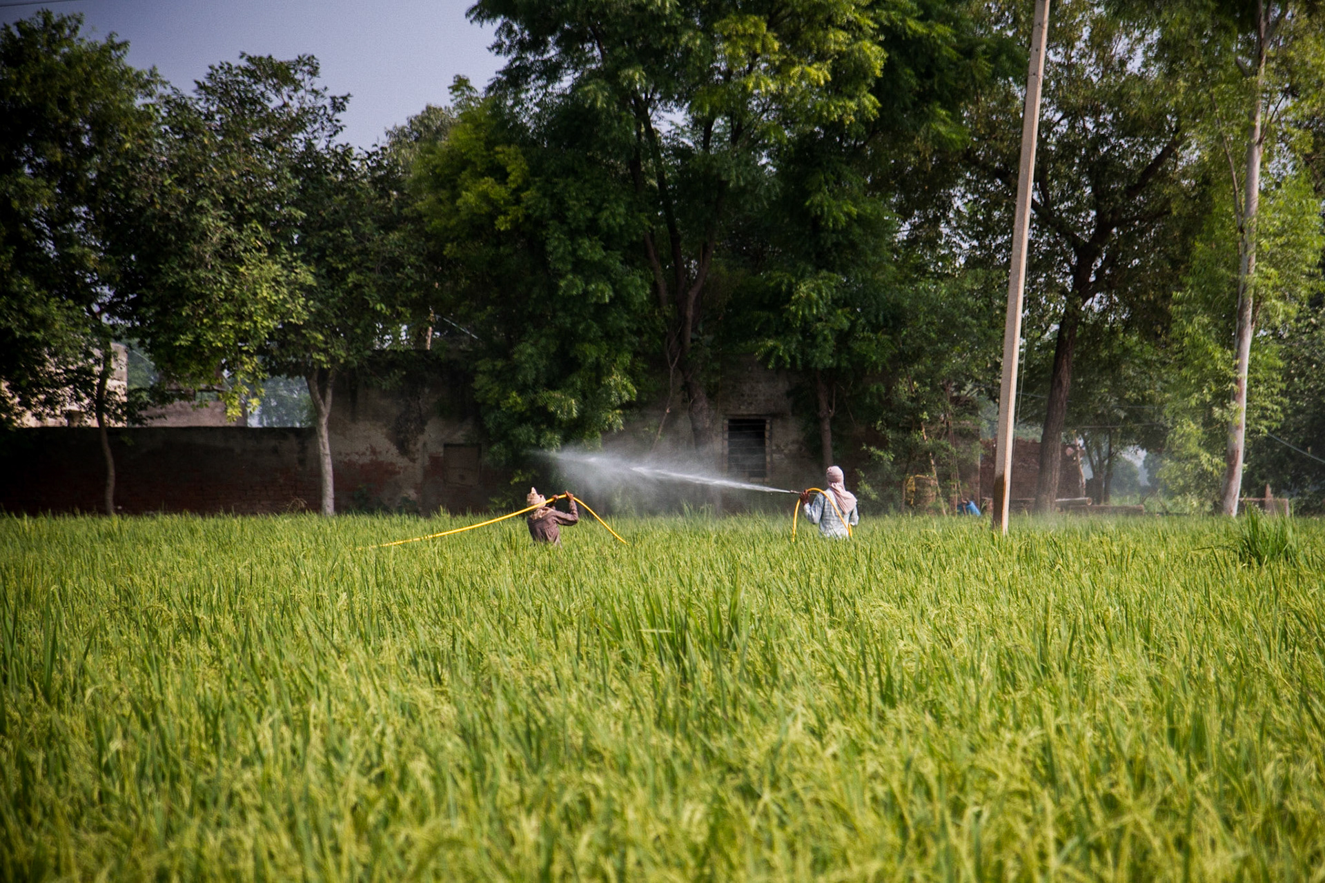 Workers in Mehma Sarja, Punjab, spray pesticides on a rice paddy. Taken on September 2, 2013.