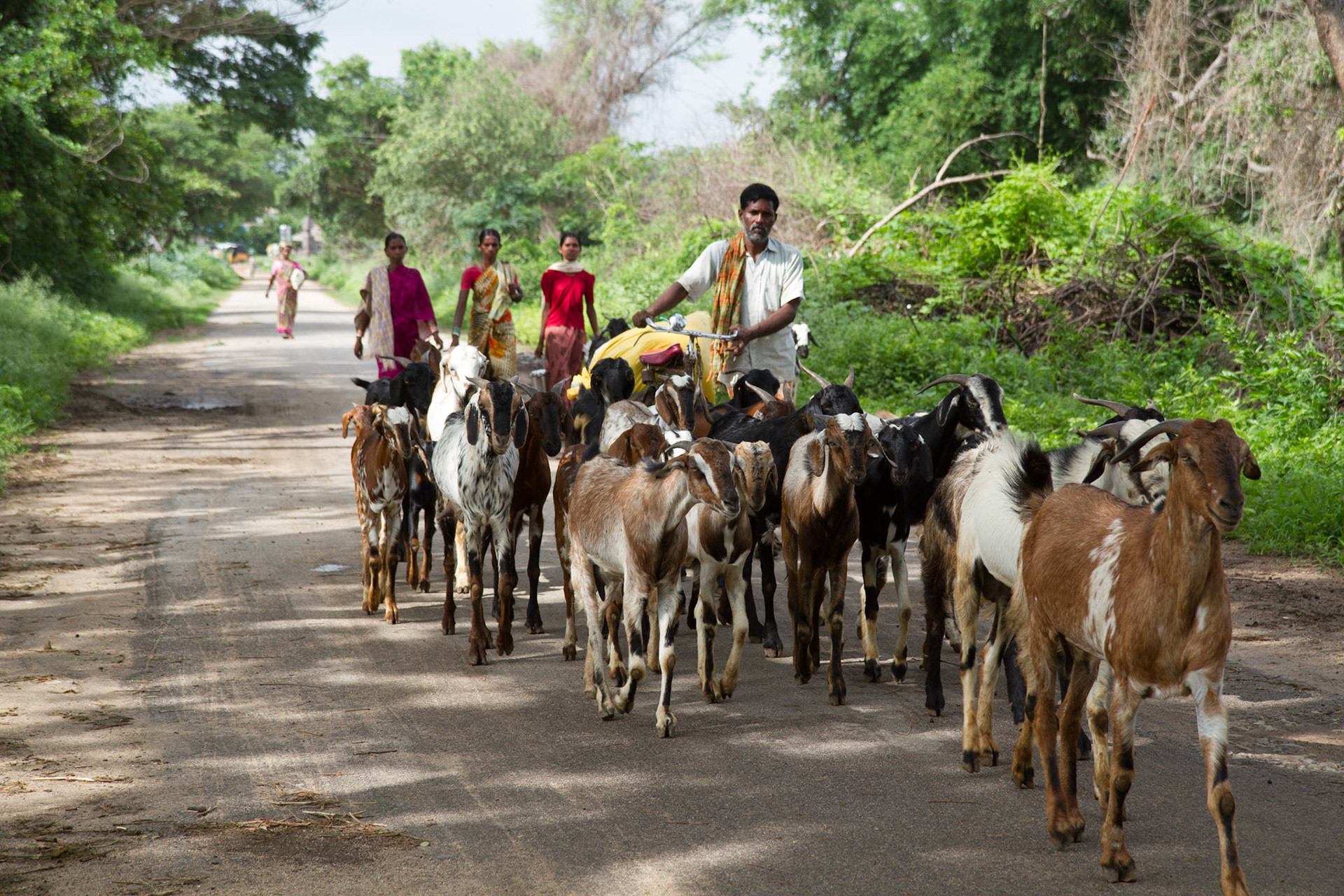Andhra Pradesh, India. A family of goat herders in Gorita village leave to find pasture for the animals. Taken September 4, 2012.
