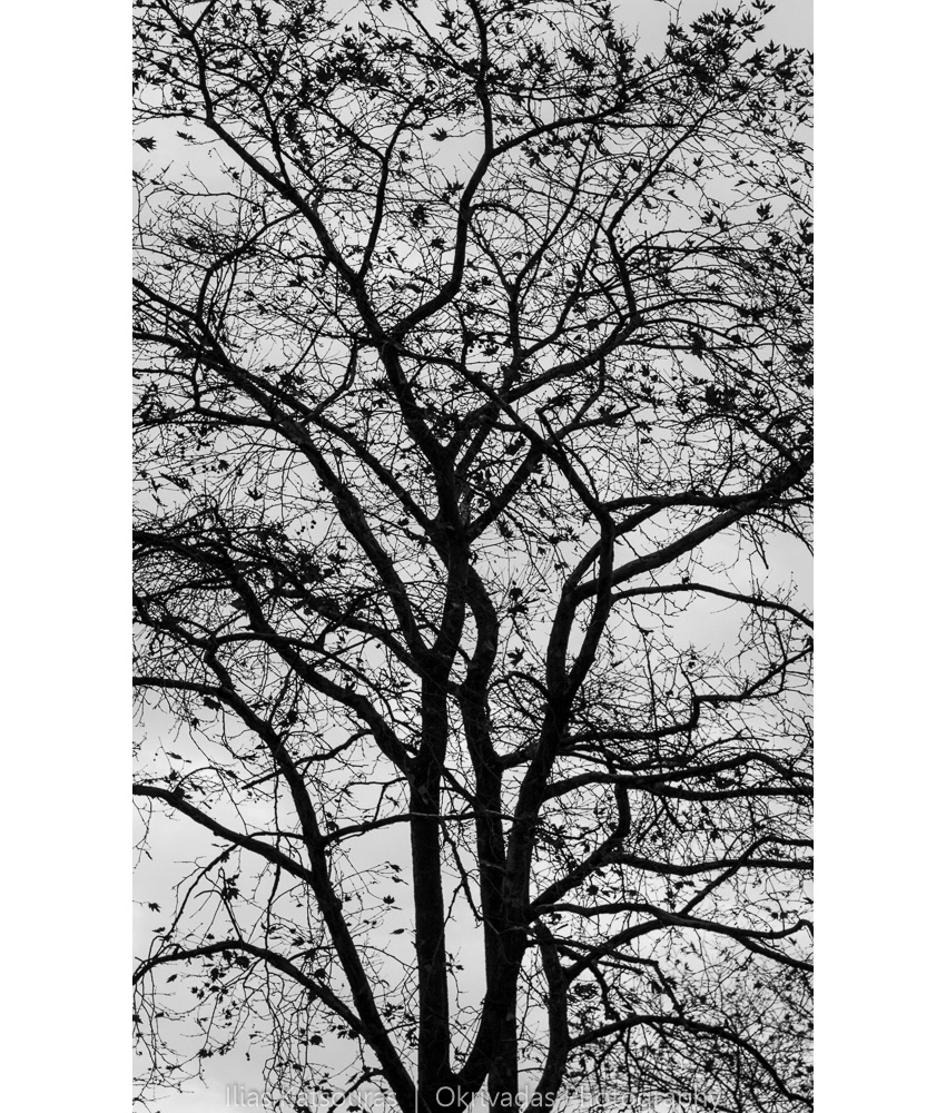 tree,silhouette,panteleimonas,δέντρο,σιλουέτα,παντελεήμονας